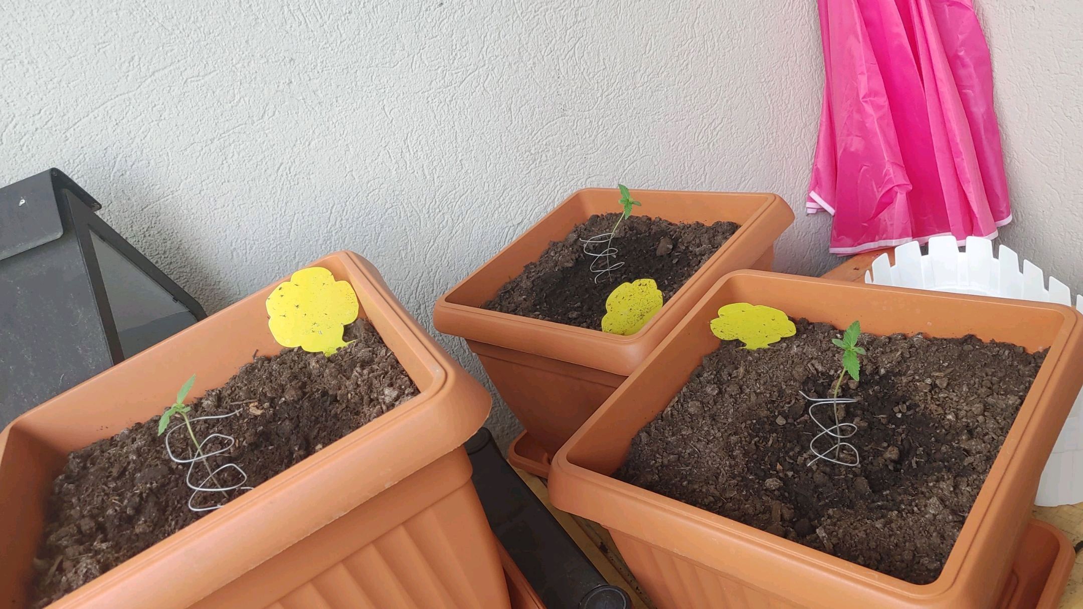 Watermelon candy growlog header