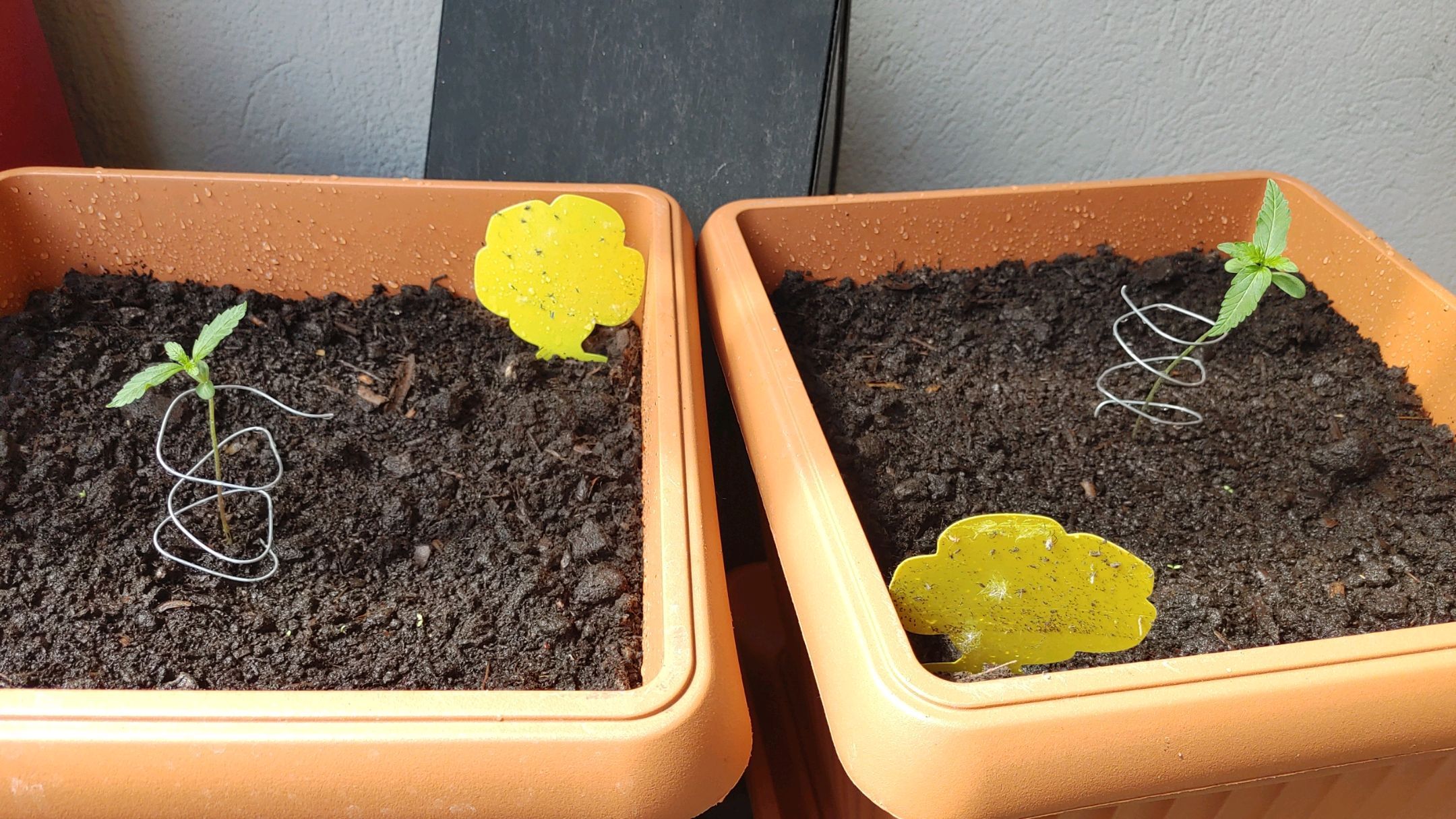 Watermelon candy growlog photo 3