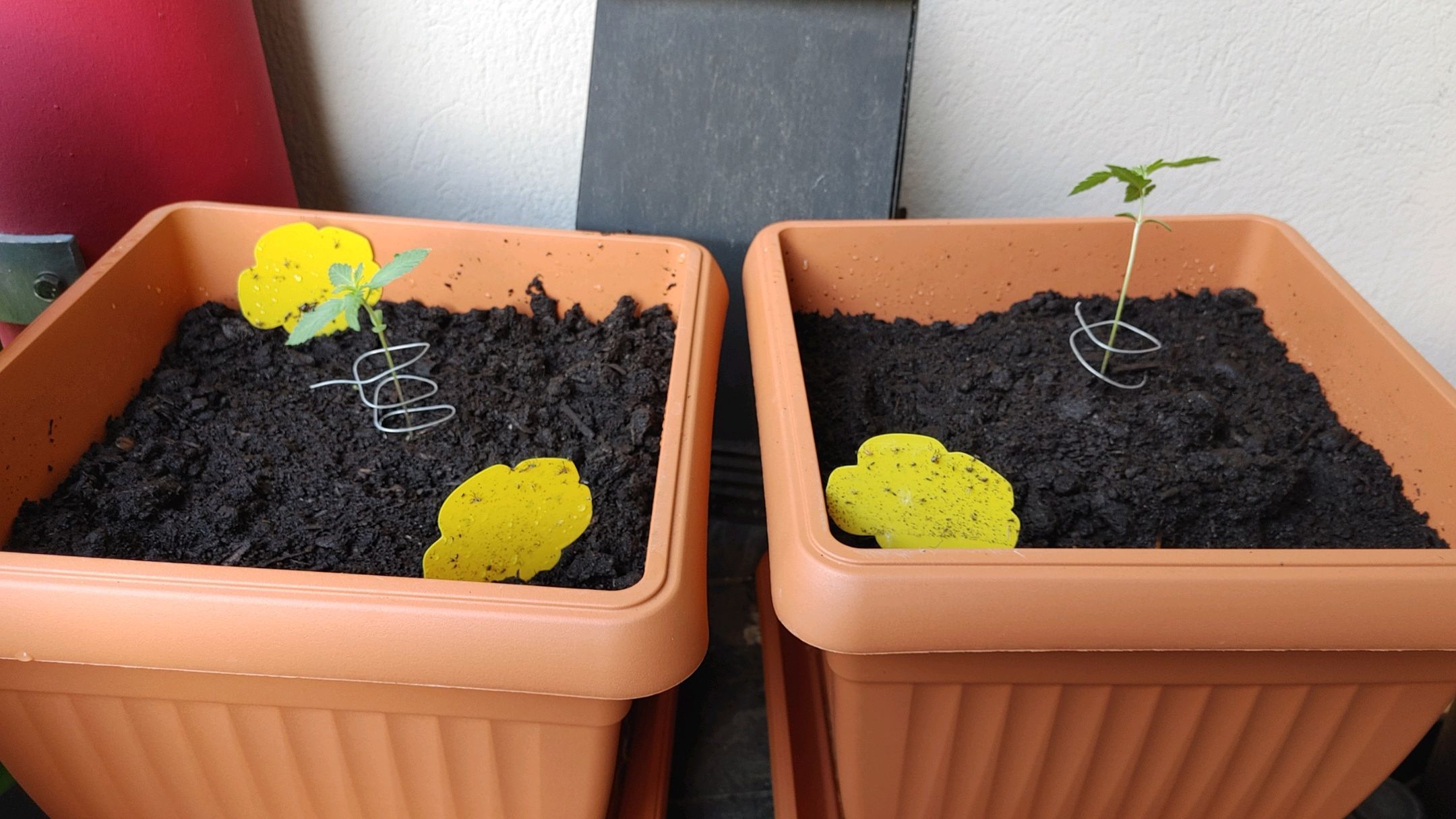 Watermelon candy growlog photo 4