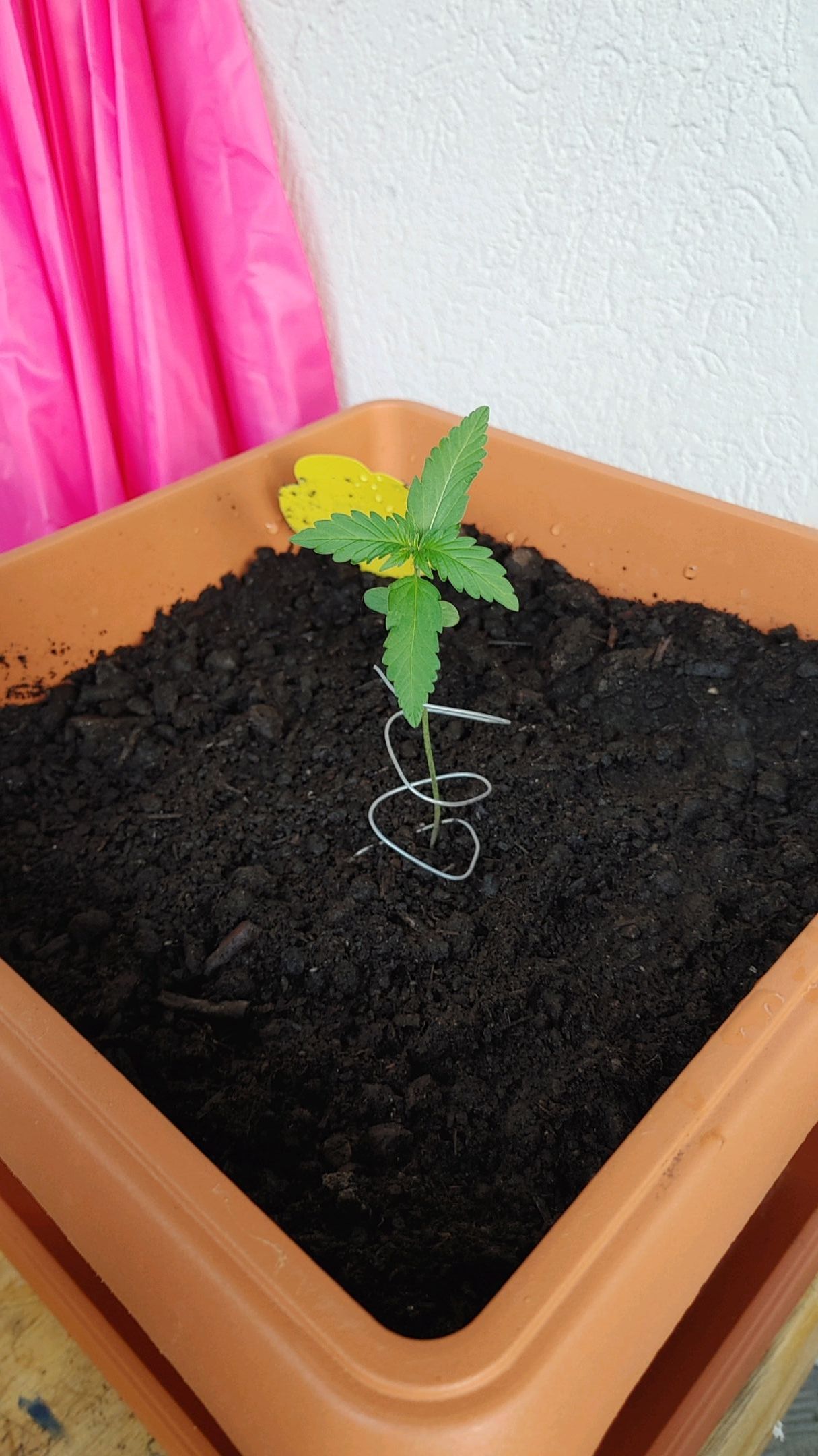 Watermelon candy growlog photo 5