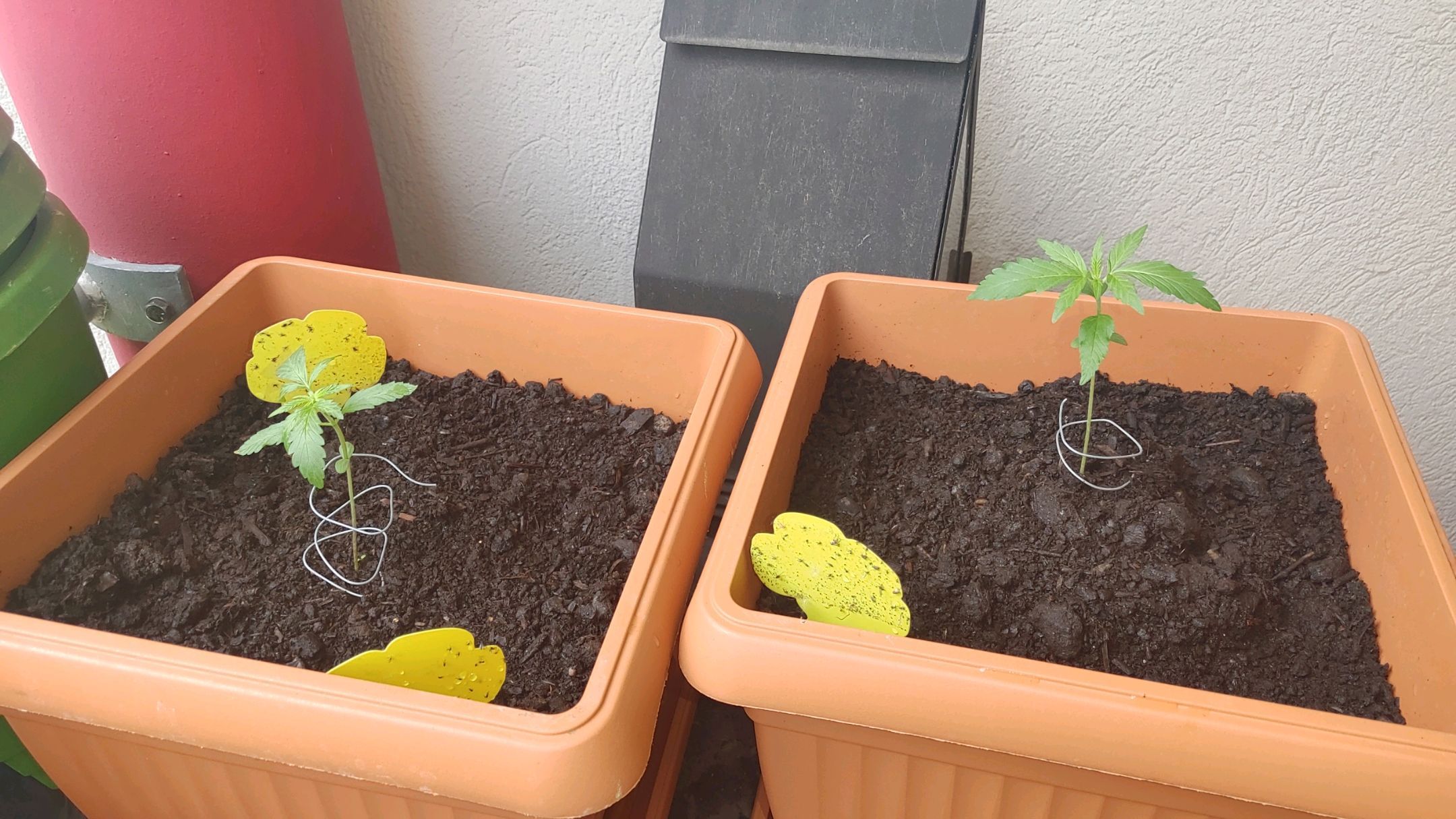 Watermelon candy growlog photo 6