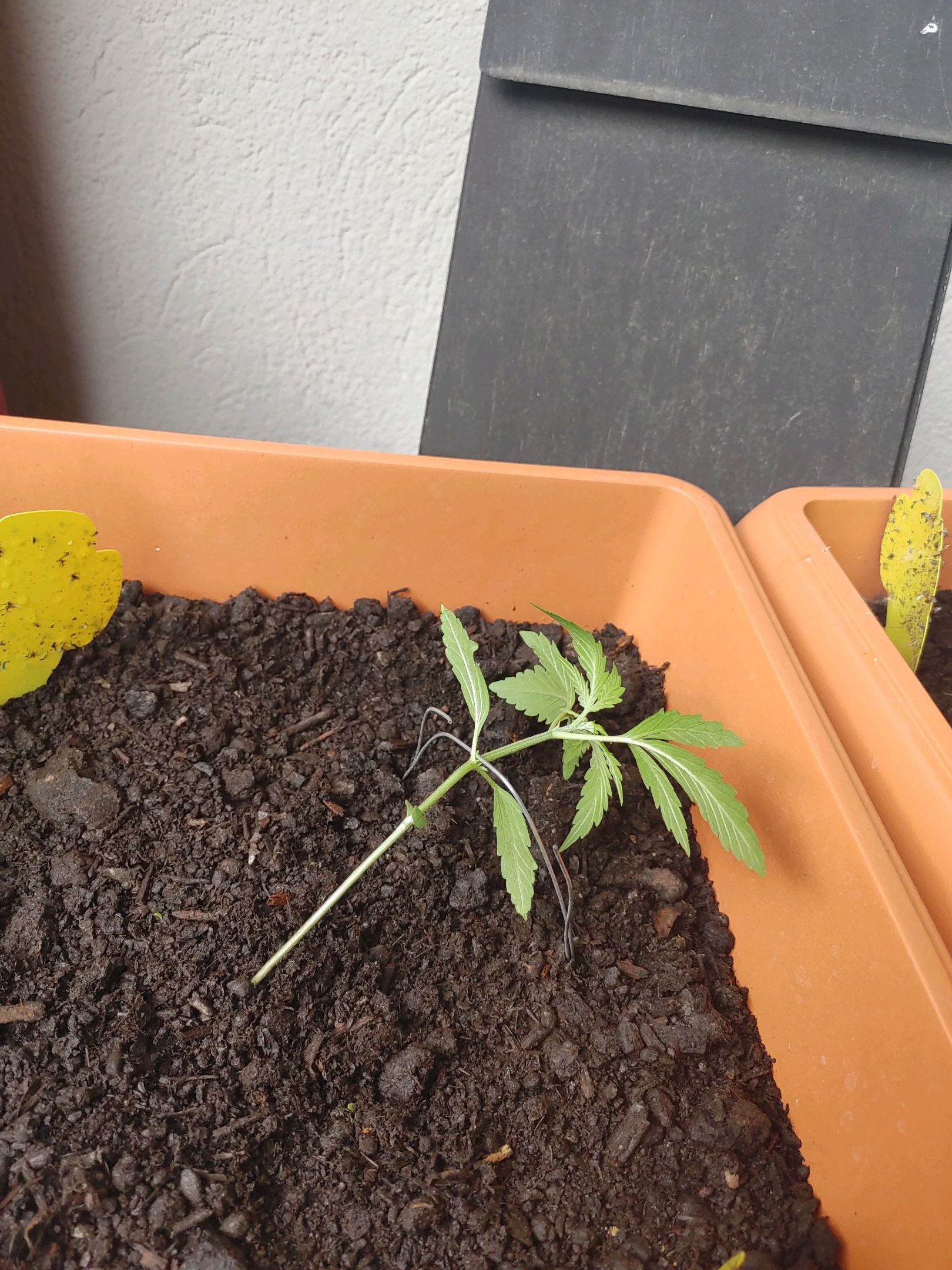 Watermelon candy growlog photo 9