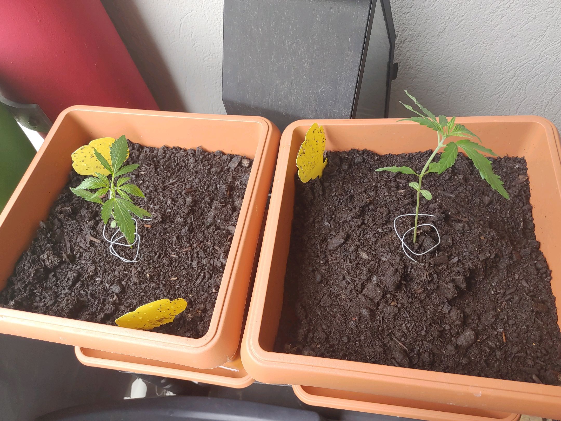 Watermelon candy growlog photo 8