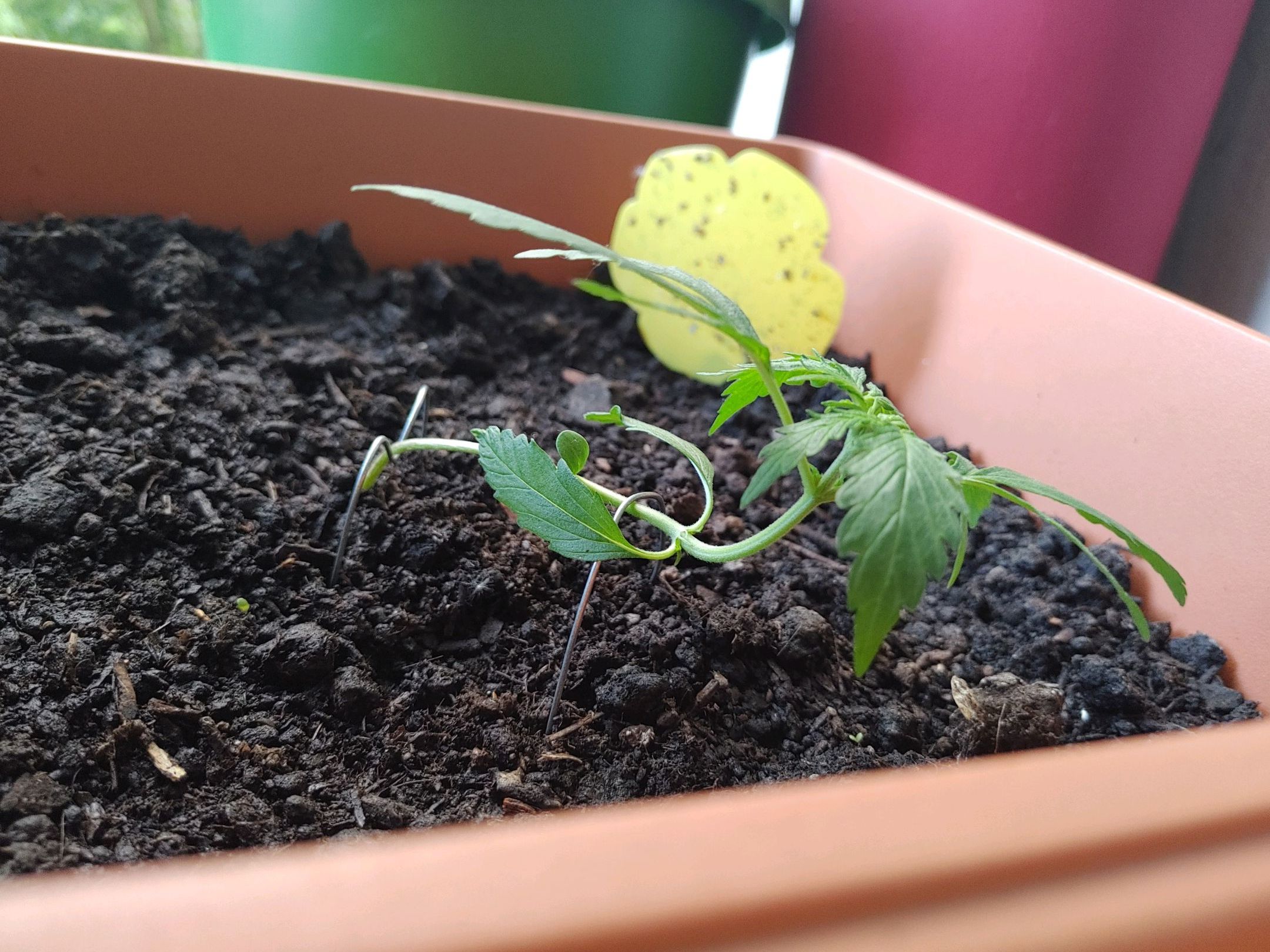 Watermelon candy growlog photo 11