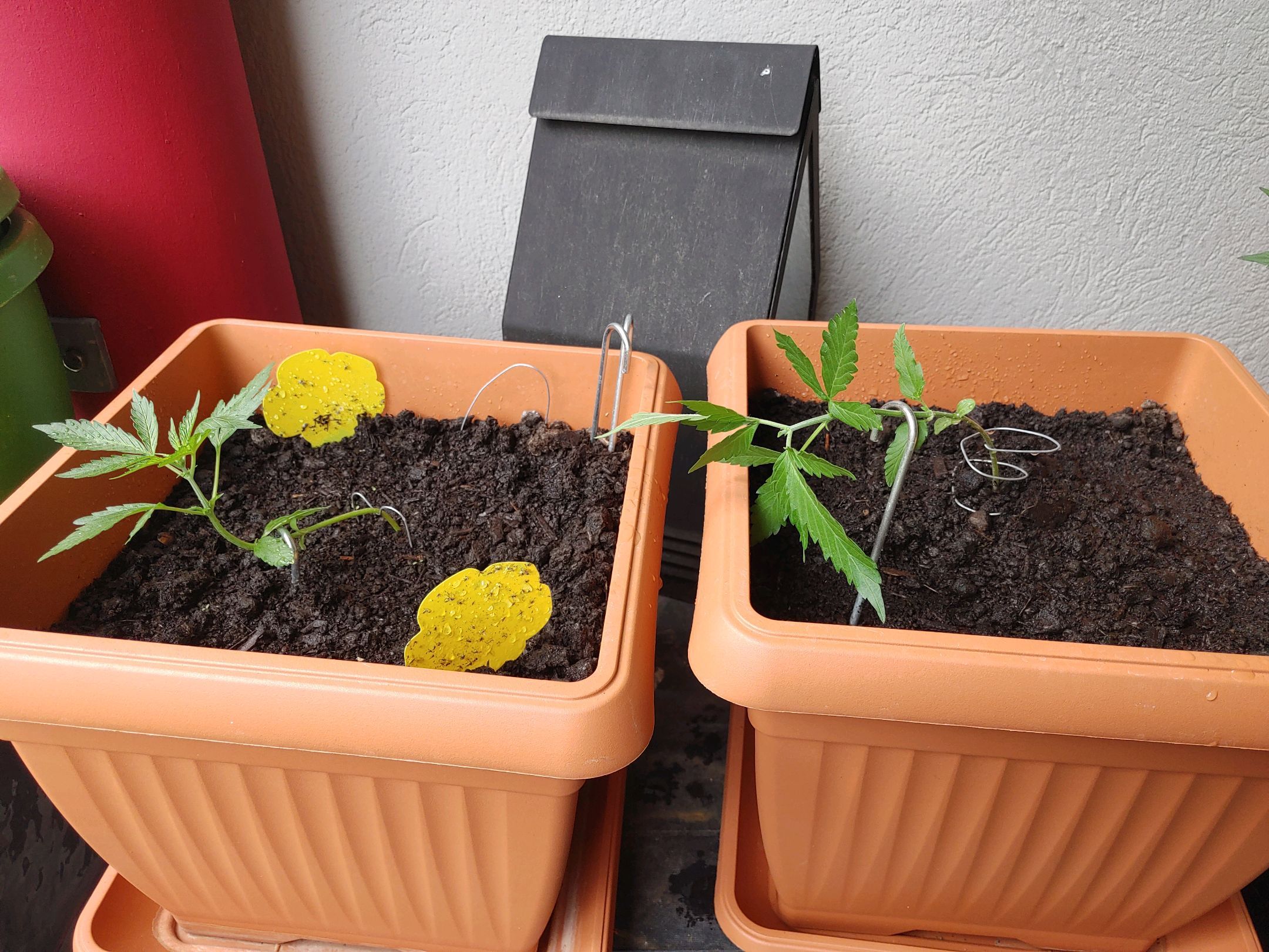 Watermelon candy growlog photo 12