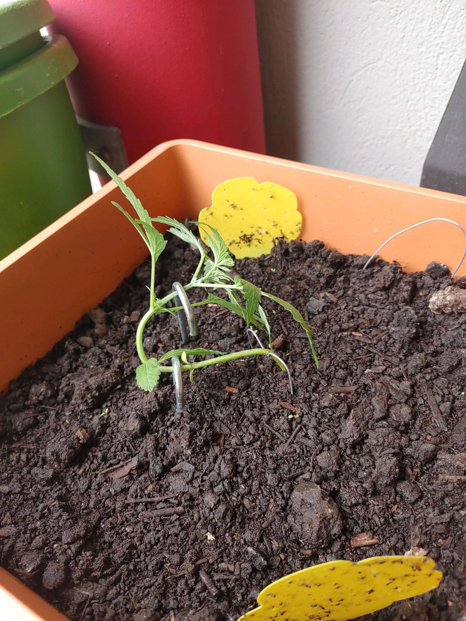 Watermelon candy growlog photo 13