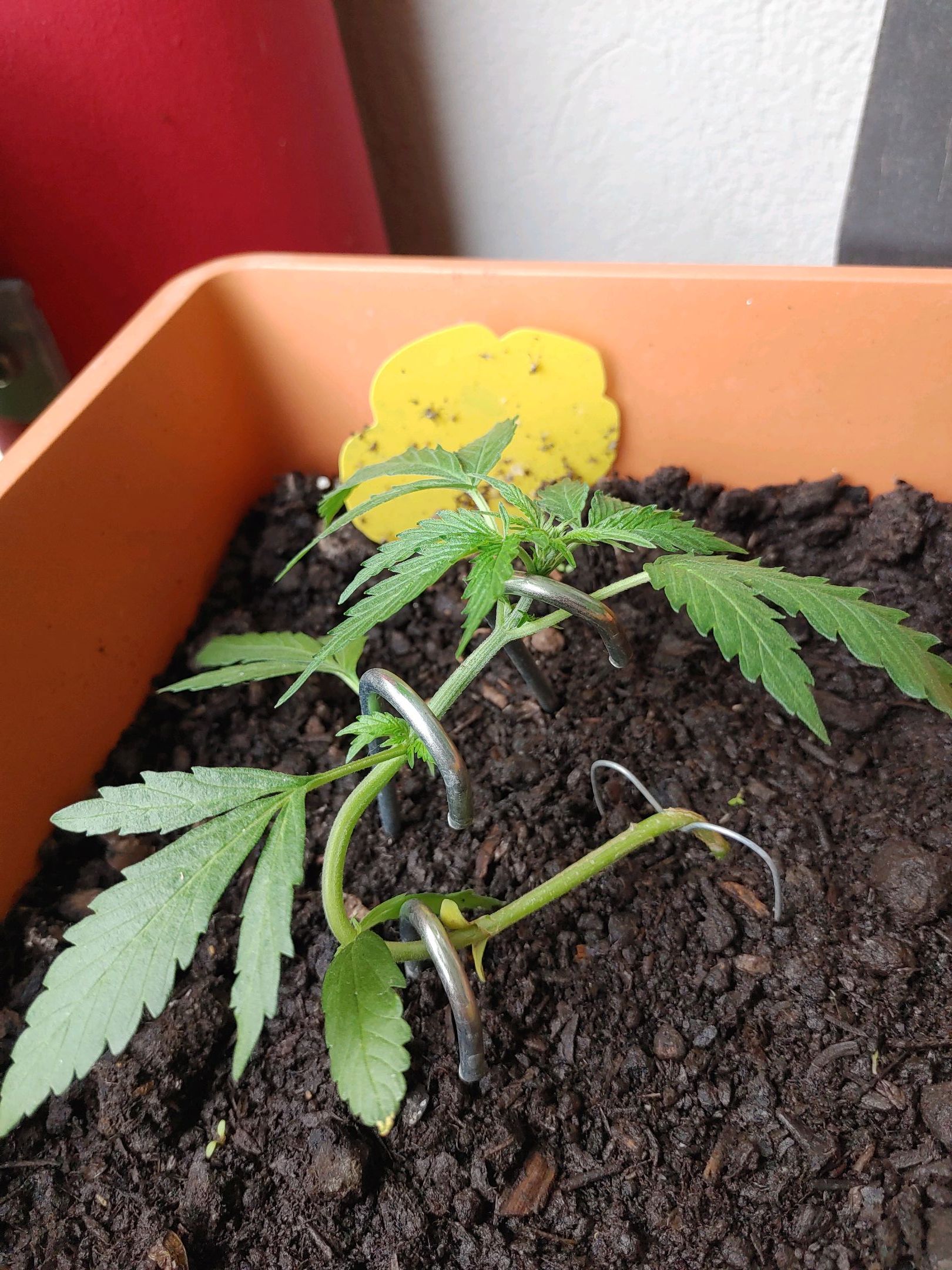 Watermelon candy growlog photo 14