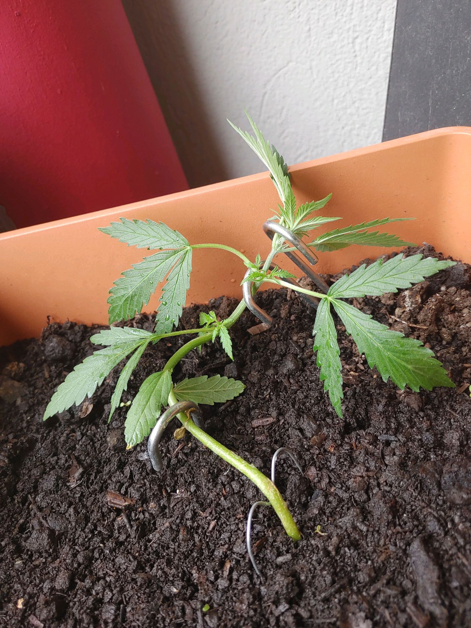 Watermelon candy growlog photo 16