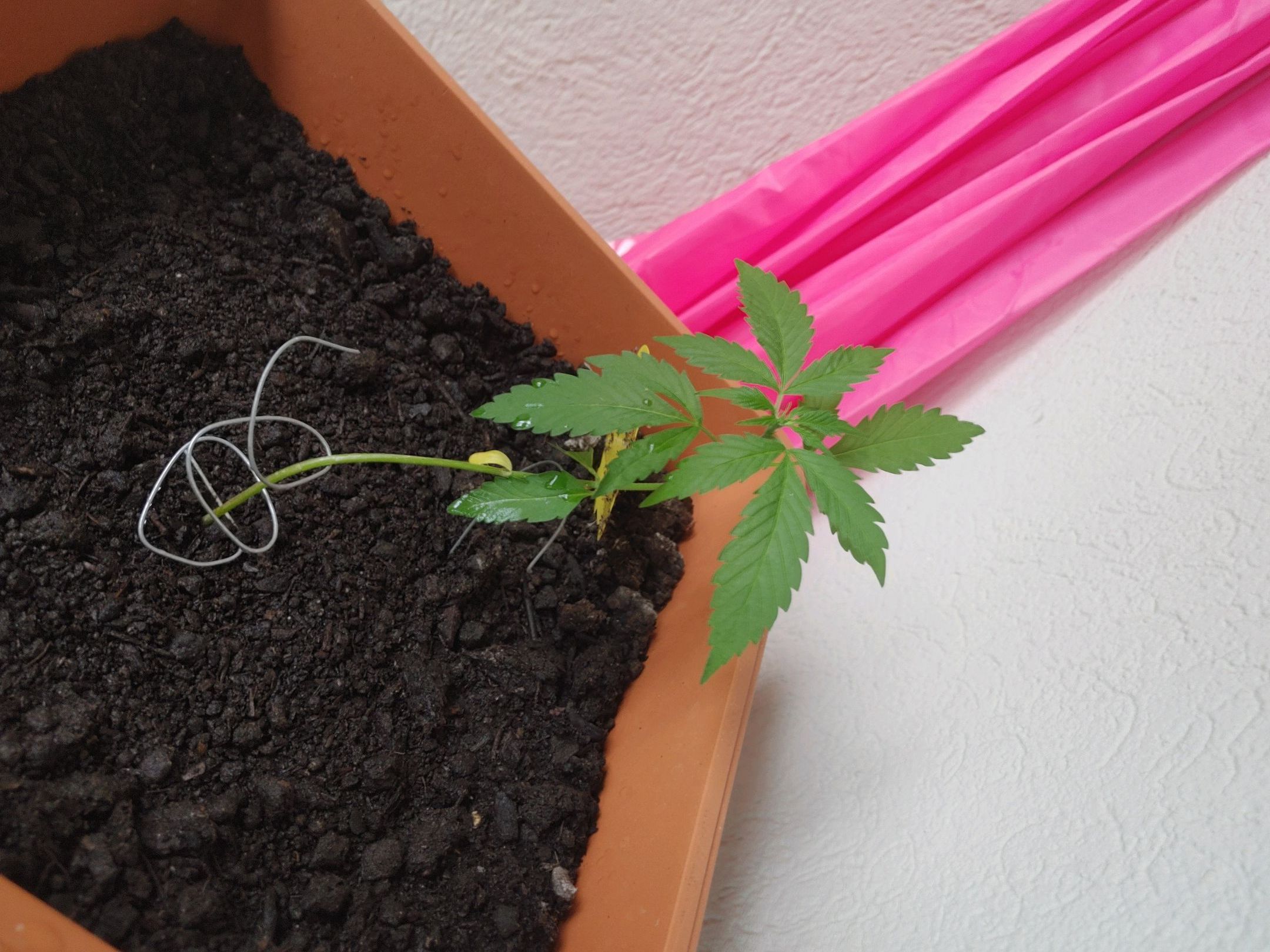 Watermelon candy growlog photo 17