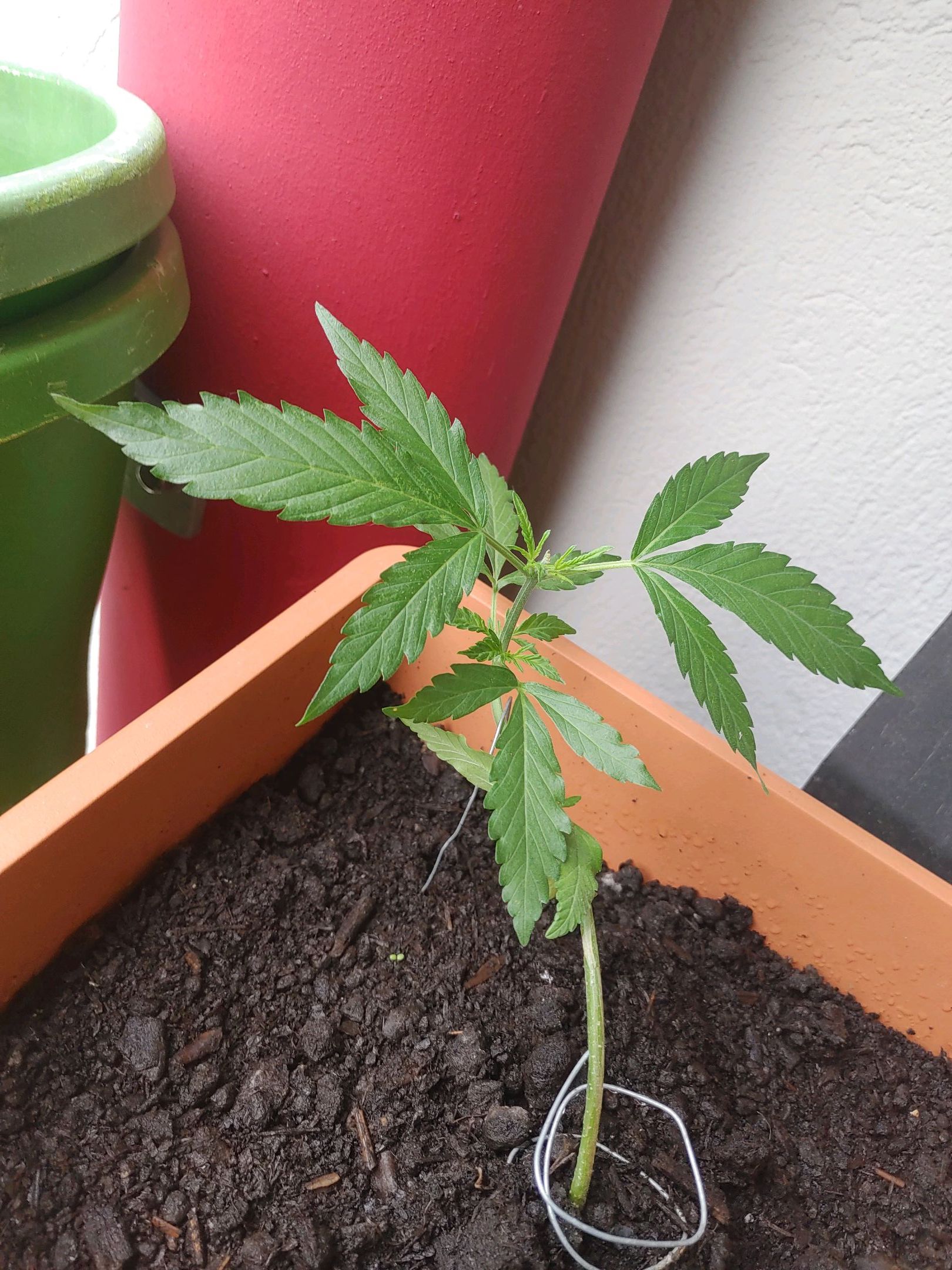 Watermelon candy growlog photo 15