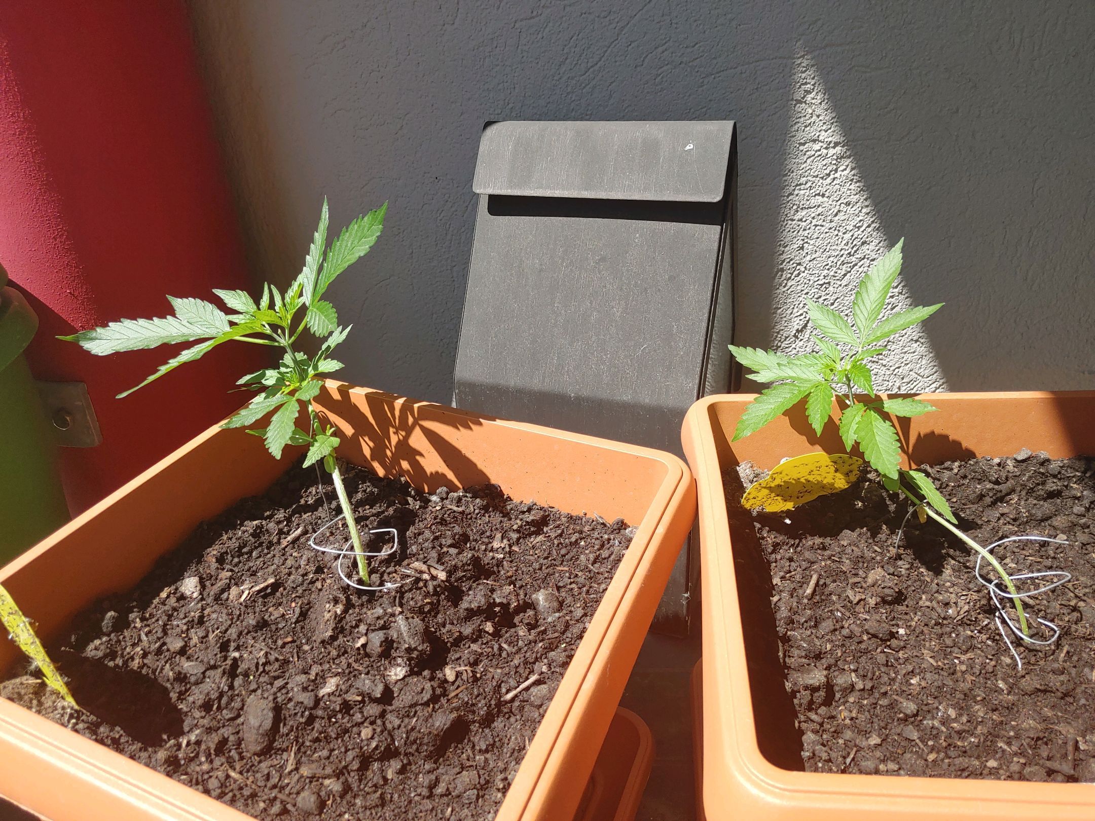 Watermelon candy growlog photo 19