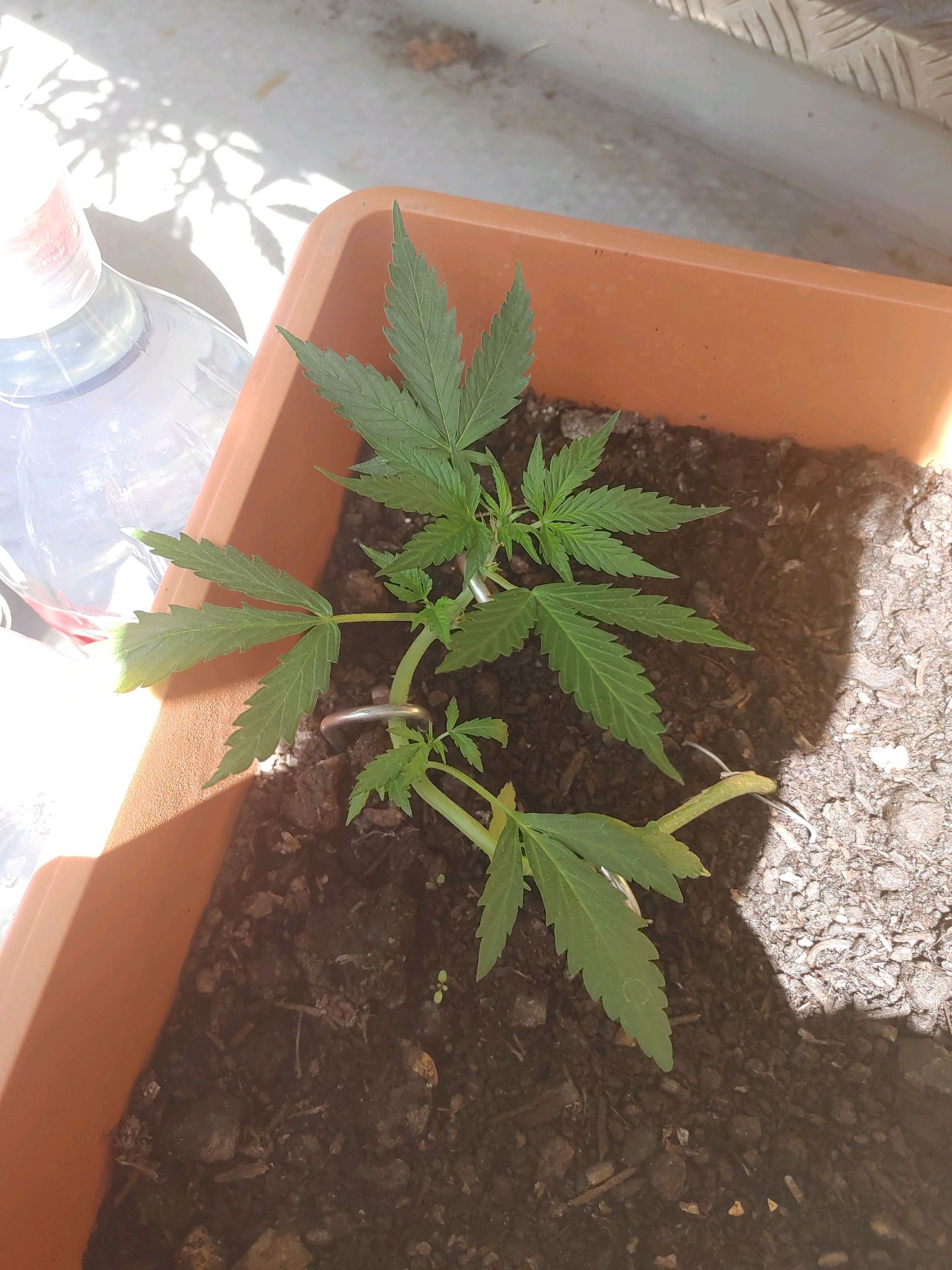 Watermelon candy growlog photo 18