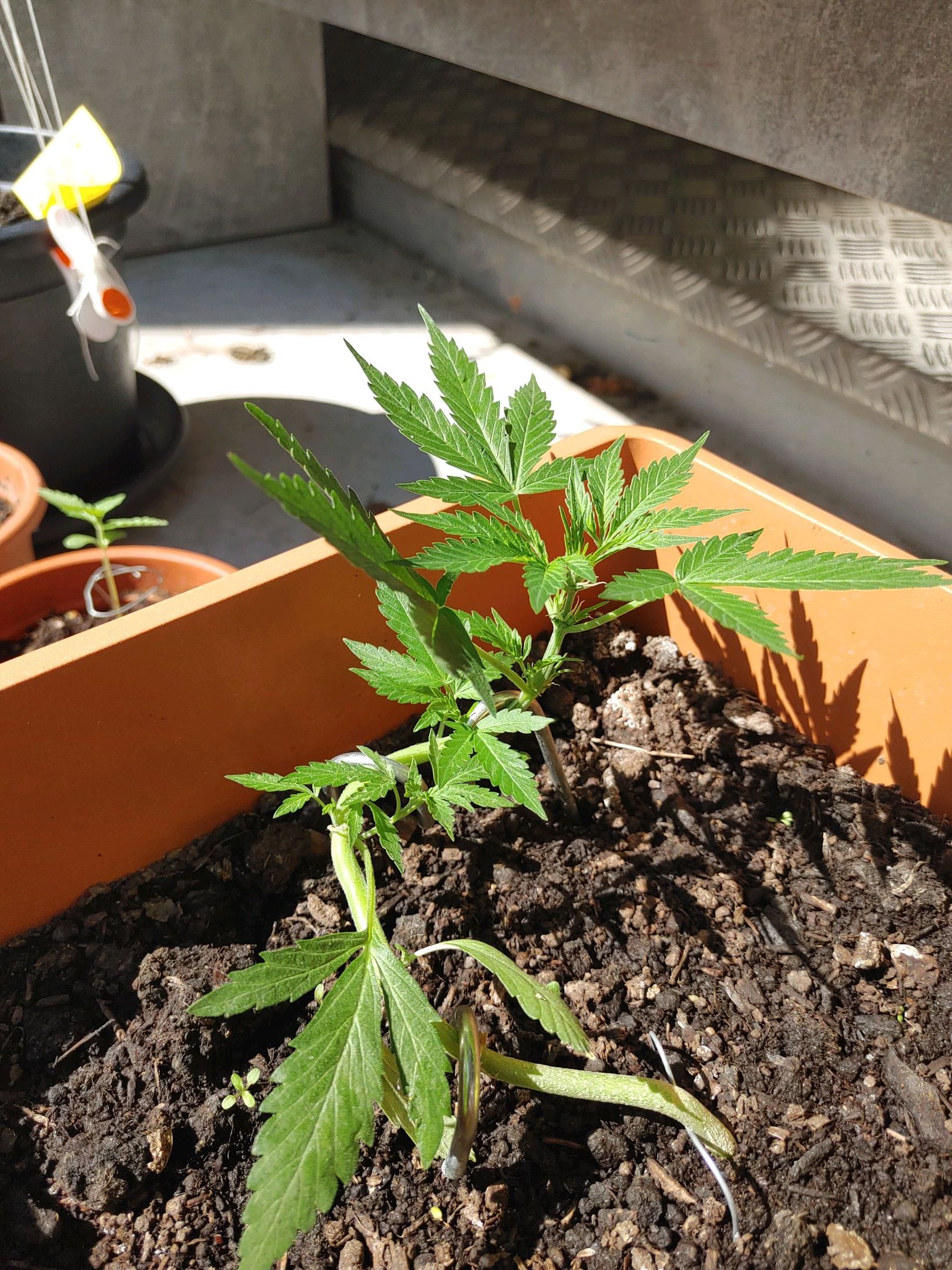 Watermelon candy growlog photo 21