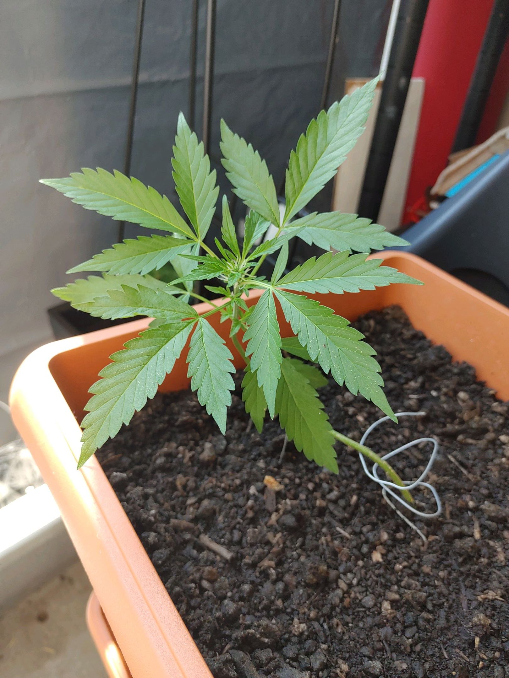 Watermelon candy growlog photo 22