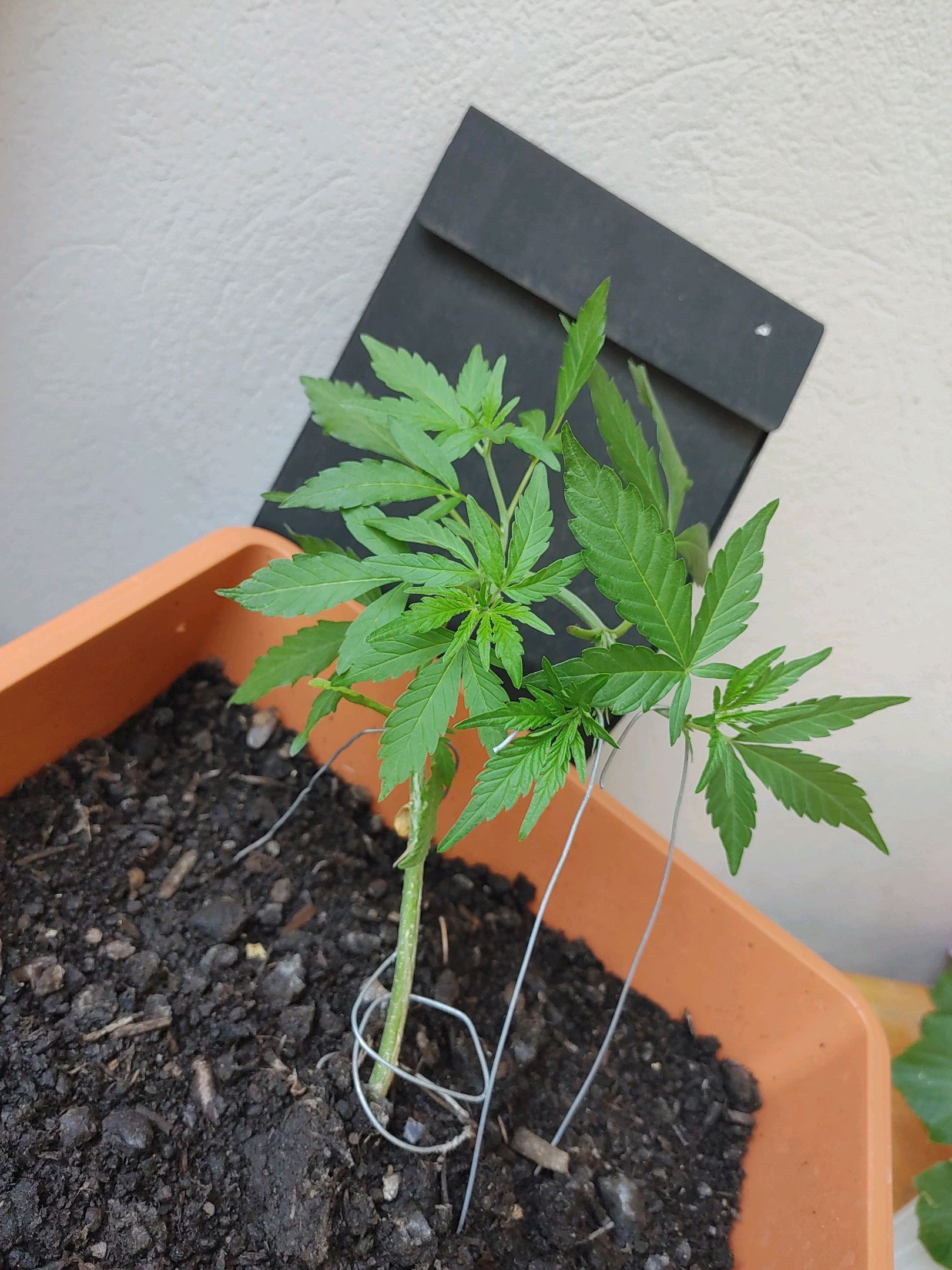 Watermelon candy growlog photo 23