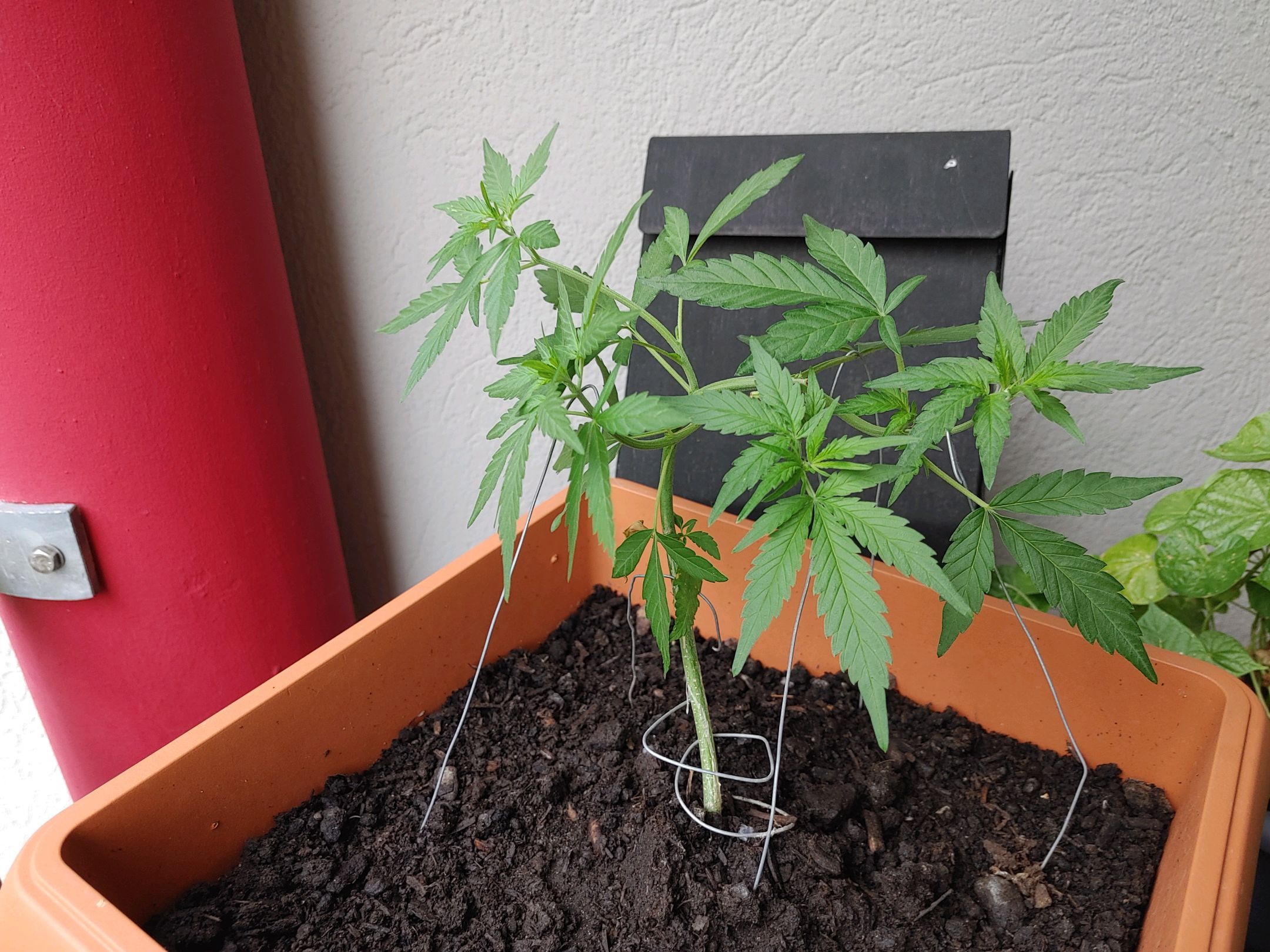 Watermelon candy growlog photo 24