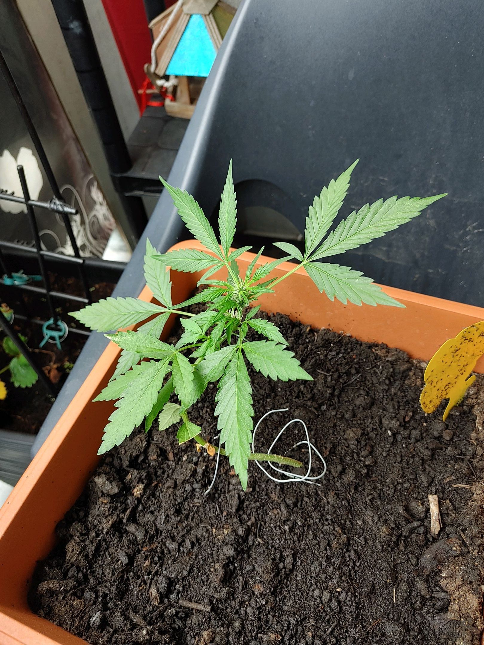 Watermelon candy growlog photo 25