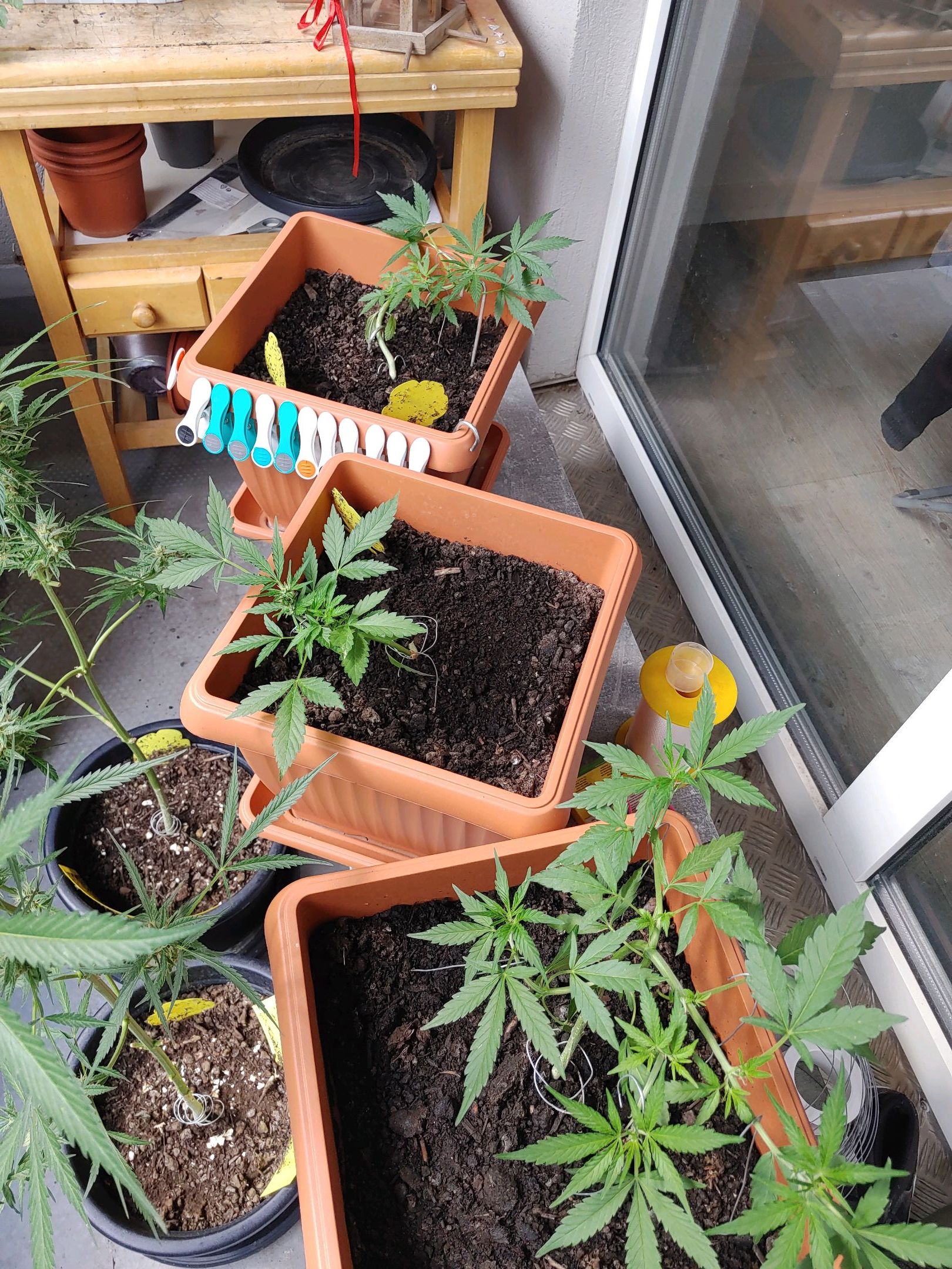 Watermelon candy growlog photo 27