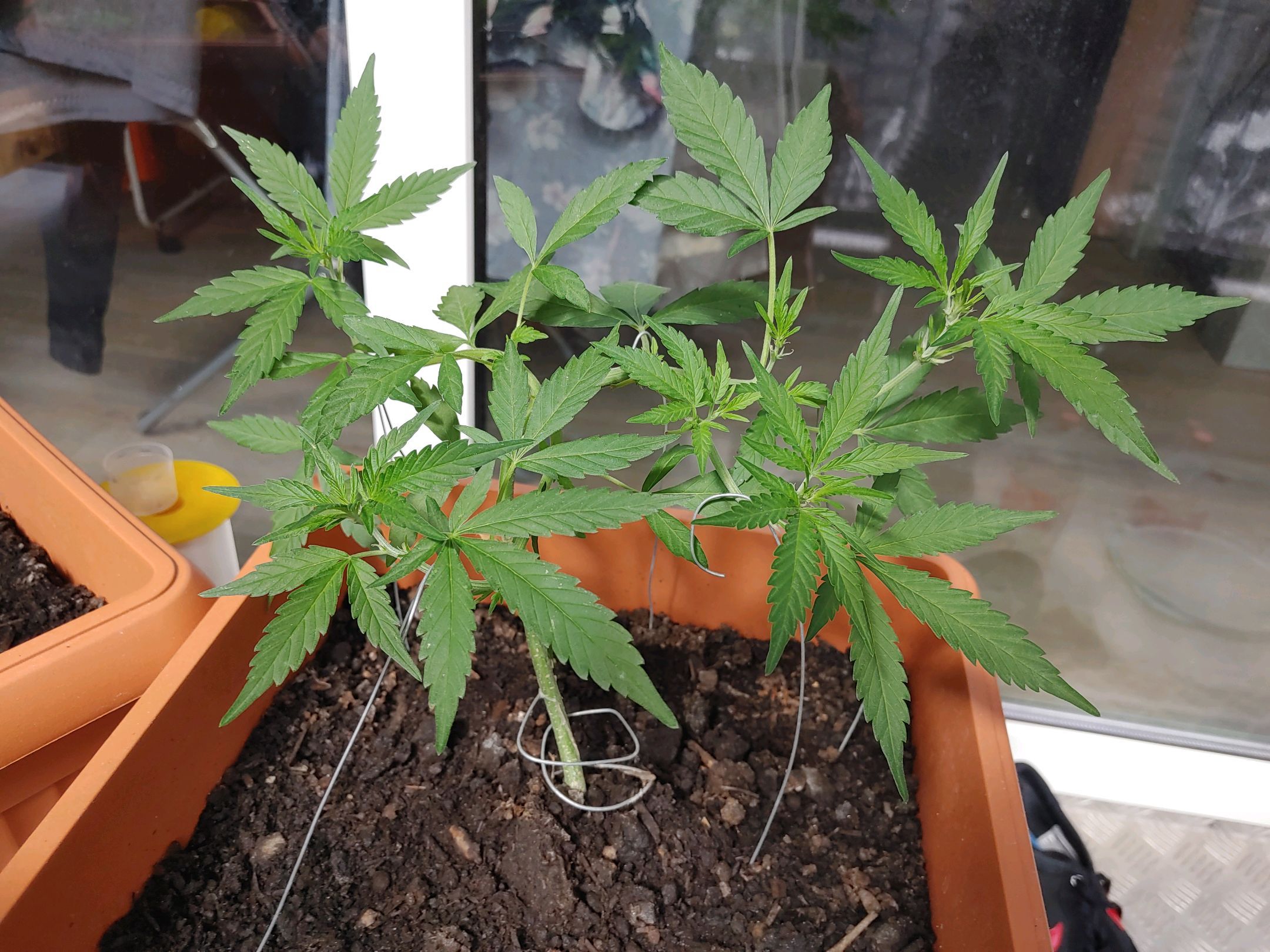 Watermelon candy growlog photo 28