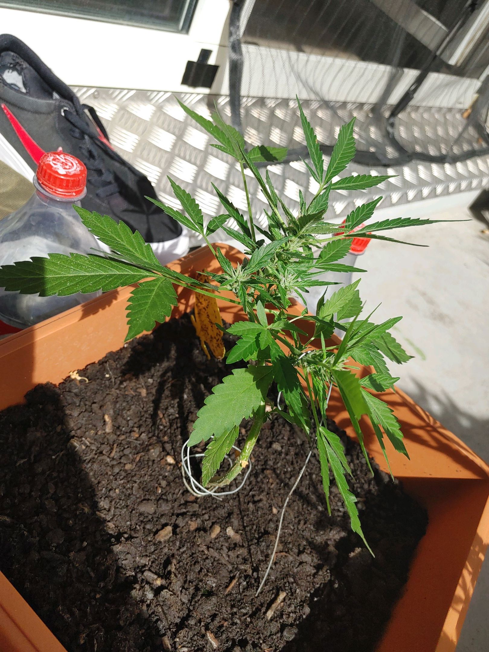 Watermelon candy growlog photo 30