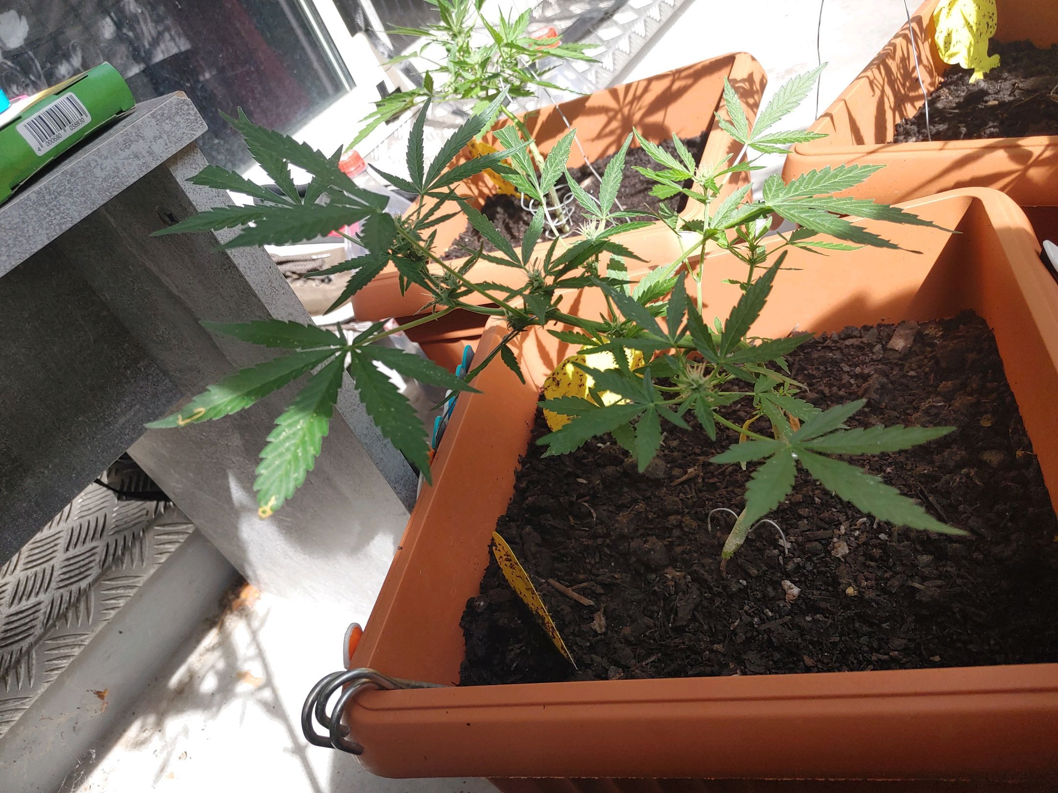 Watermelon candy growlog photo 29