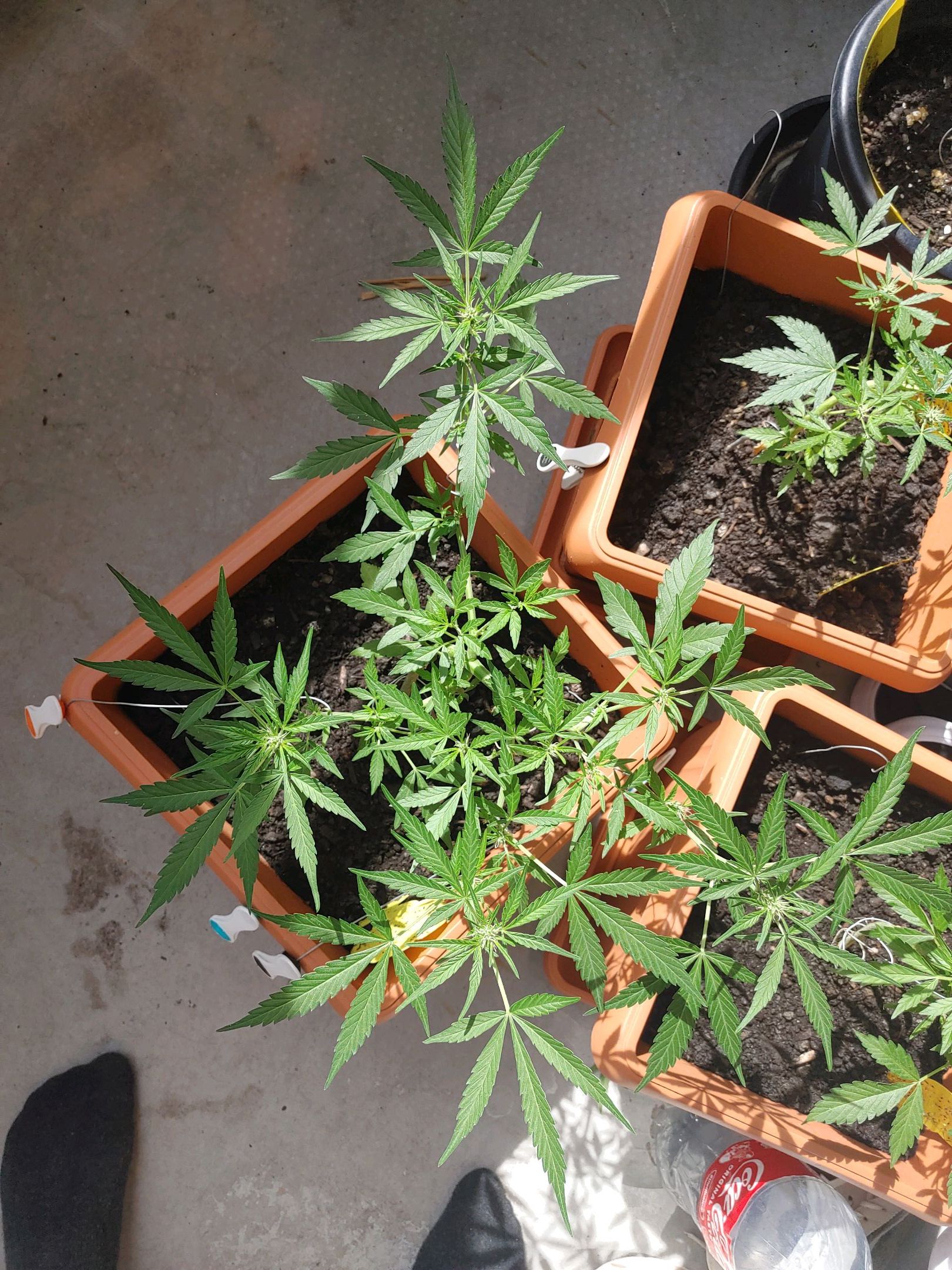 Watermelon candy growlog photo 31