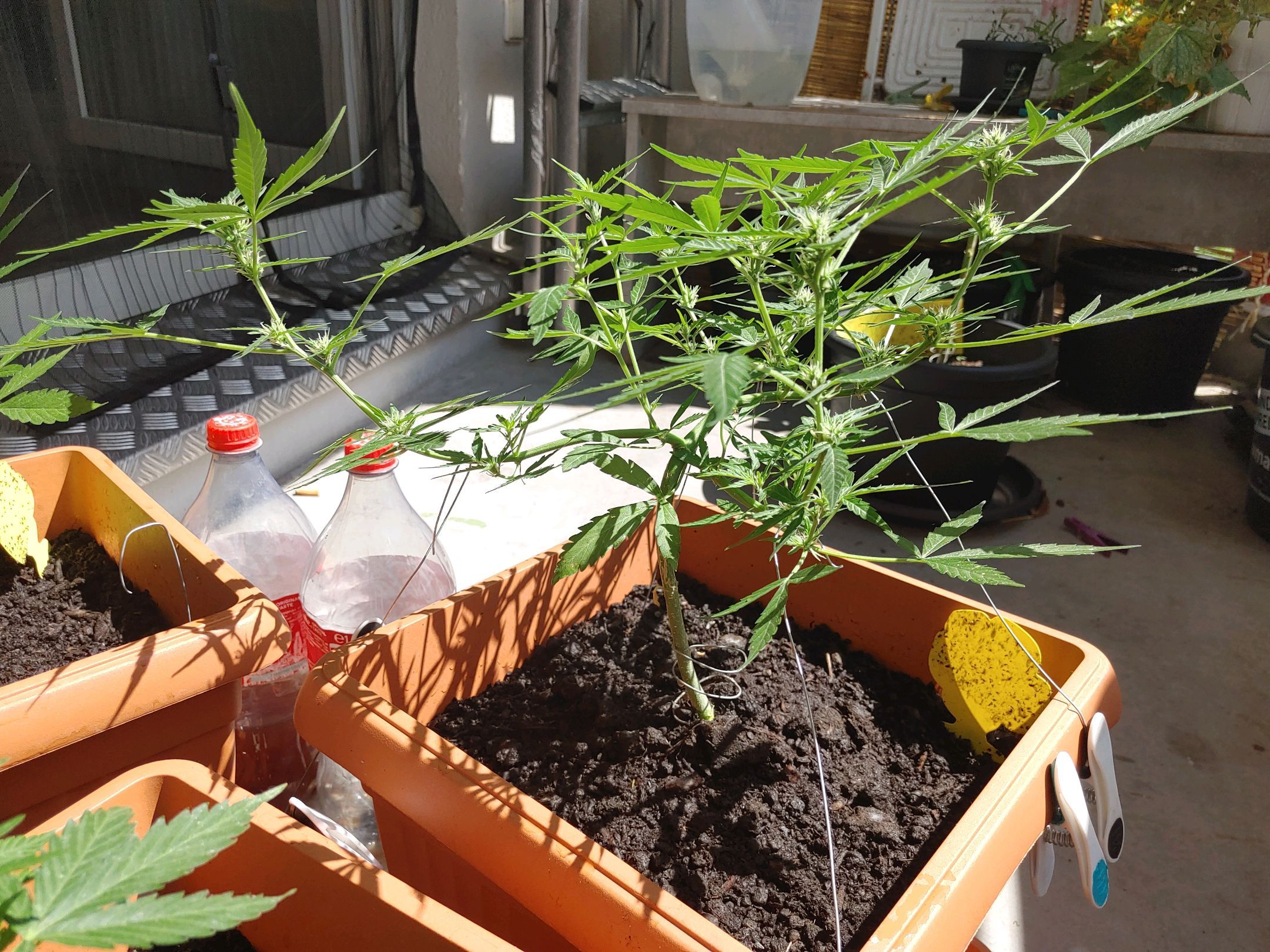 Watermelon candy growlog photo 32