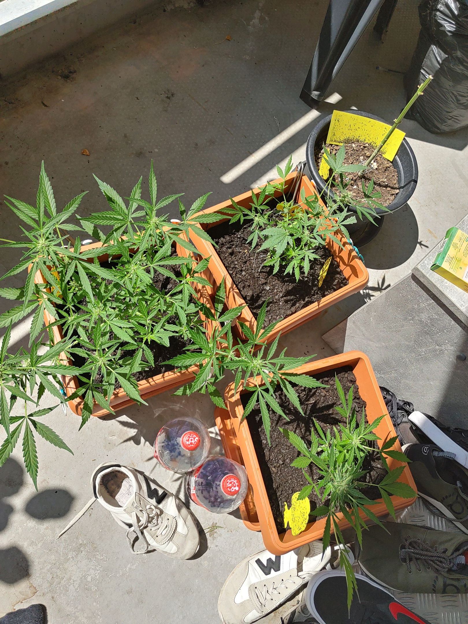 Watermelon candy growlog photo 33