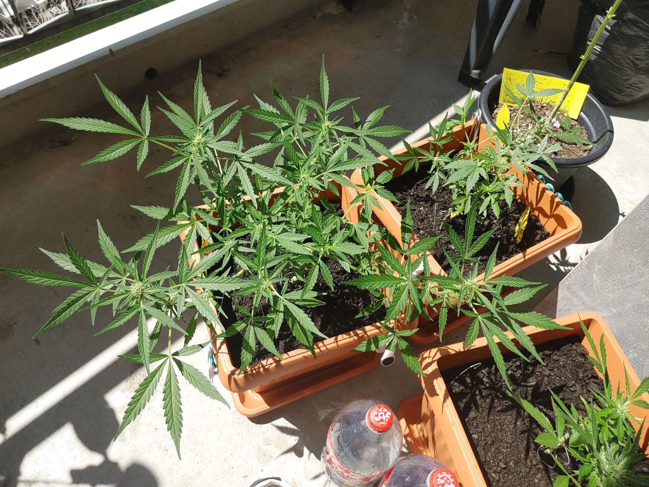 Watermelon candy growlog photo 34