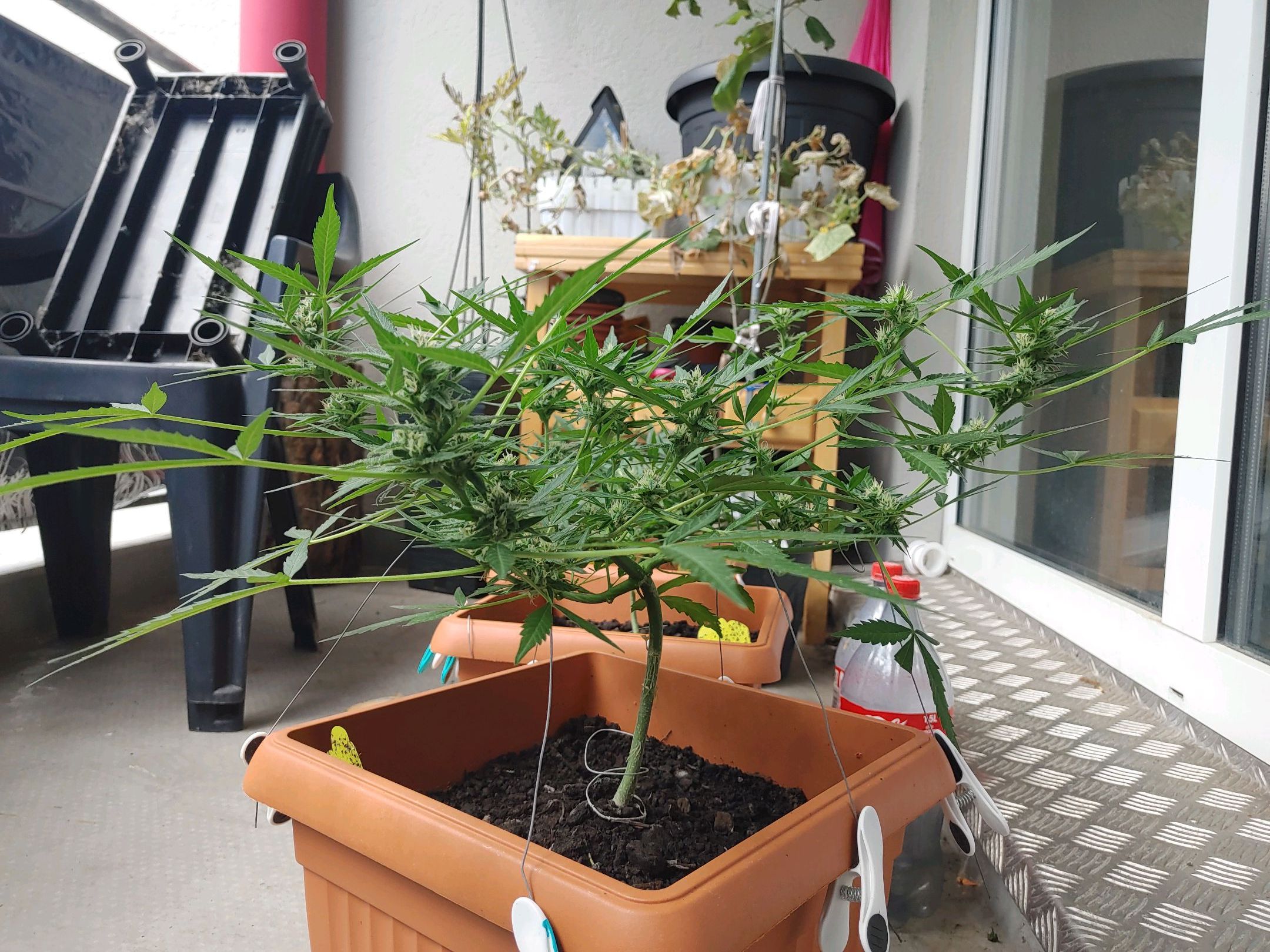 Watermelon candy growlog photo 35