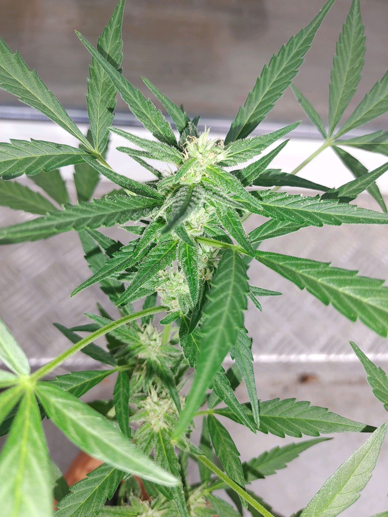 Watermelon candy growlog photo 36