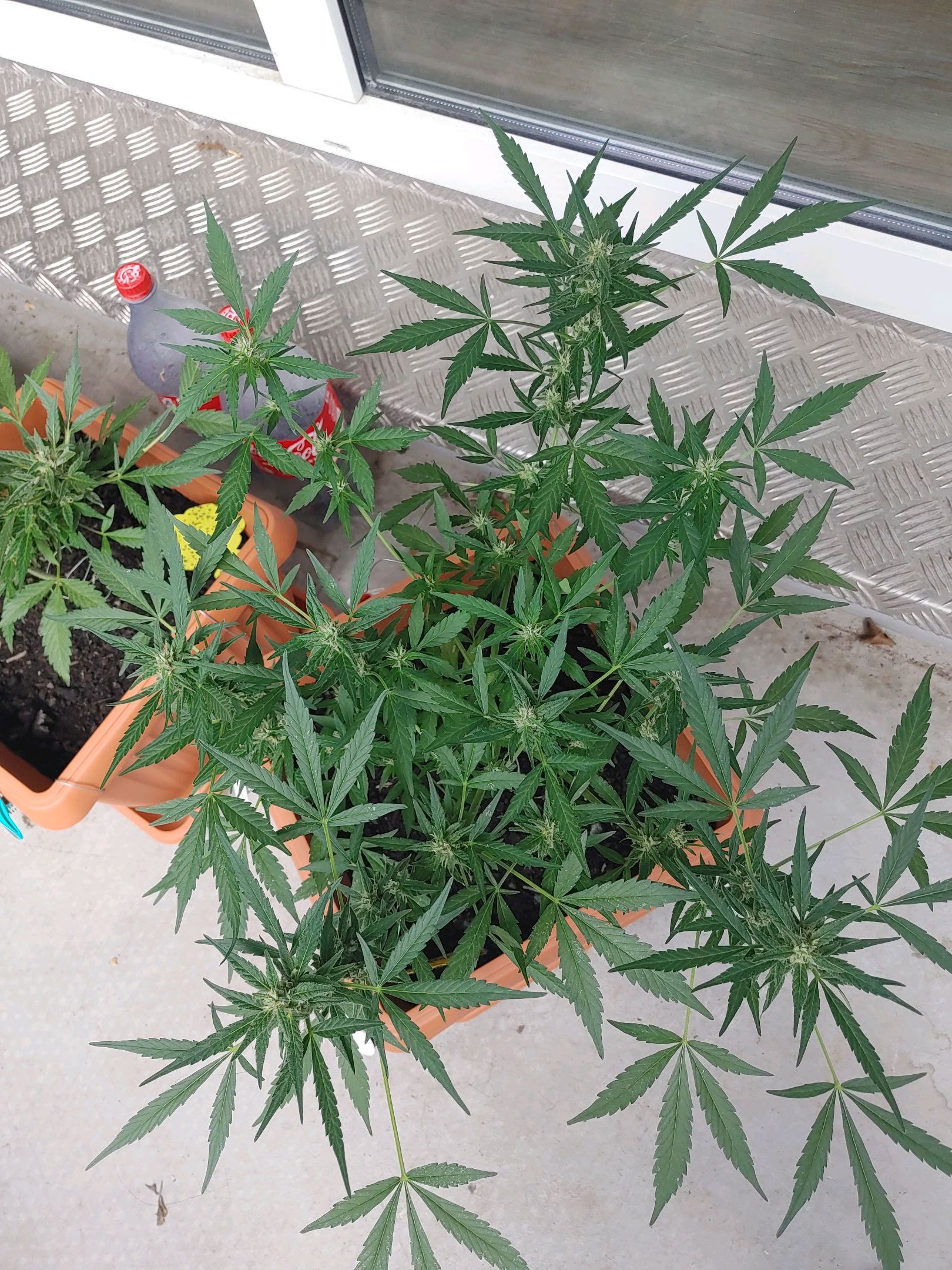 Watermelon candy growlog photo 37