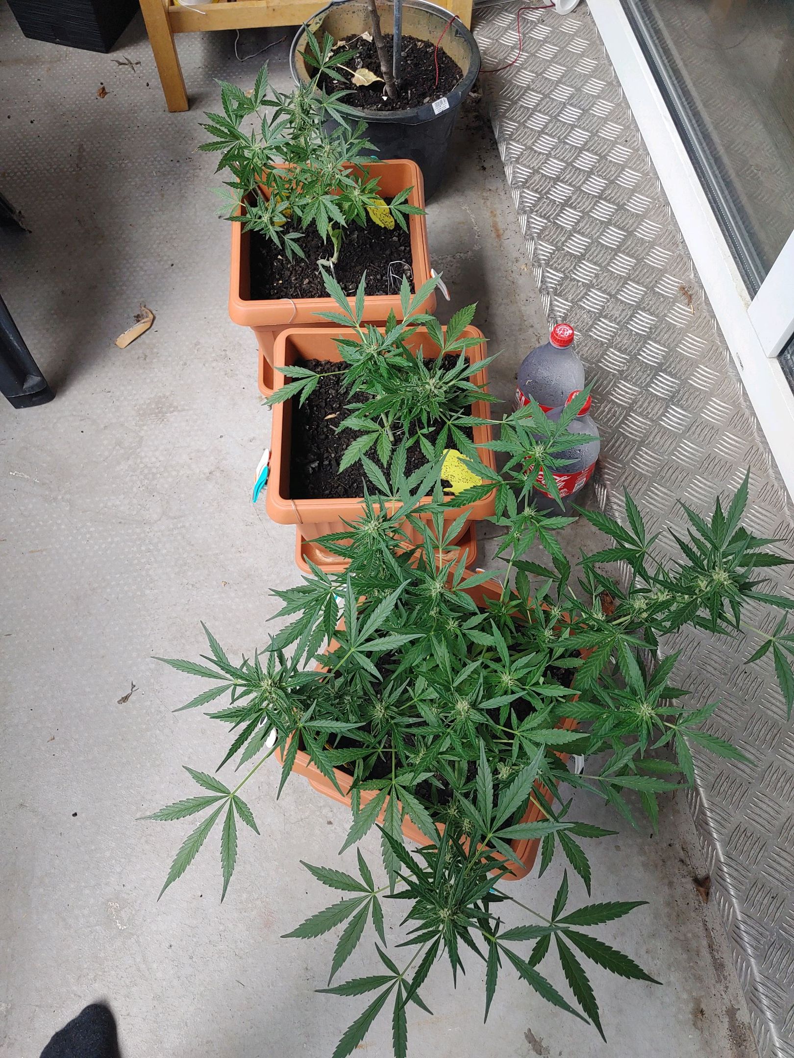 Watermelon candy growlog photo 38