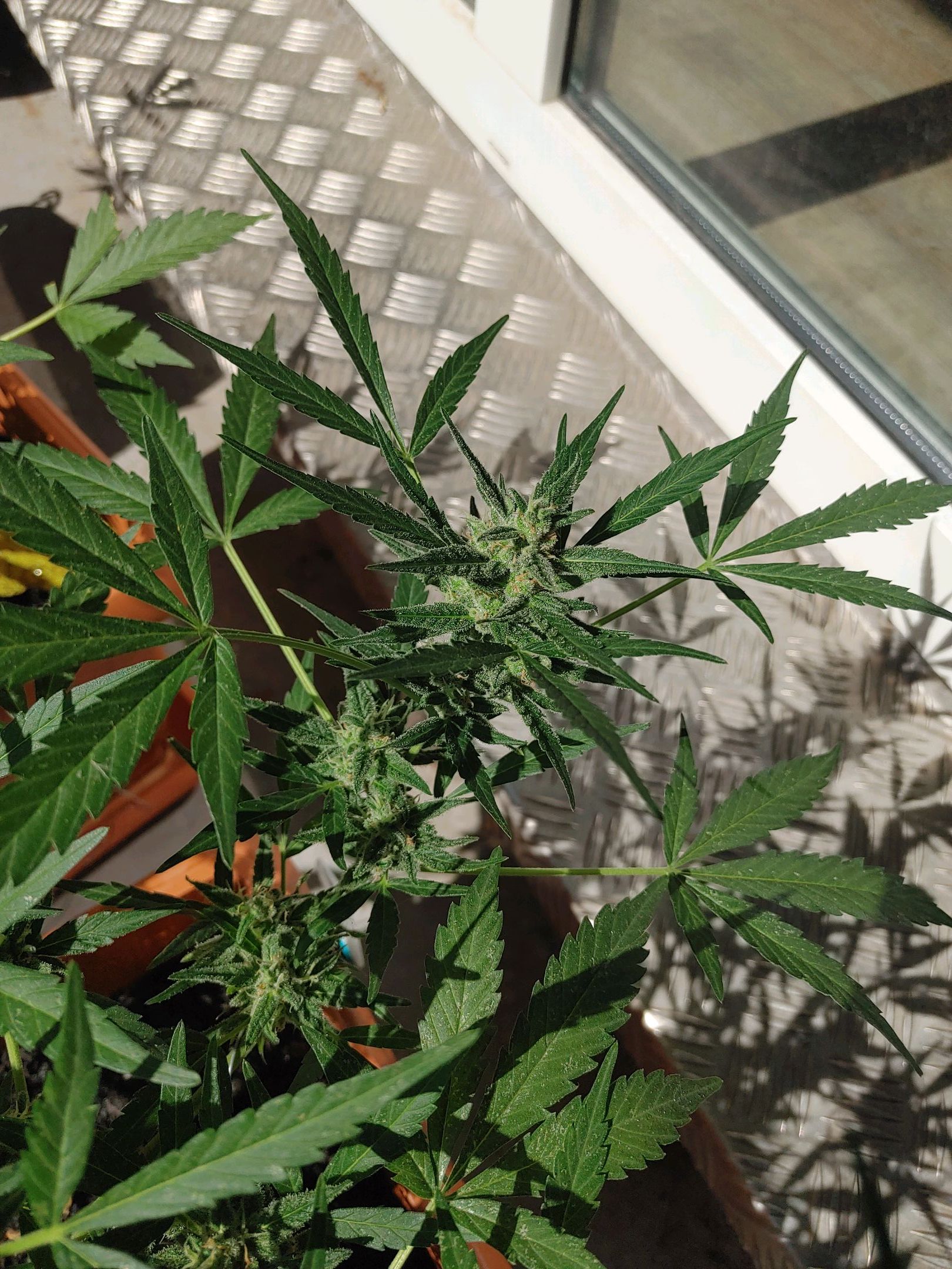 Watermelon candy growlog photo 39