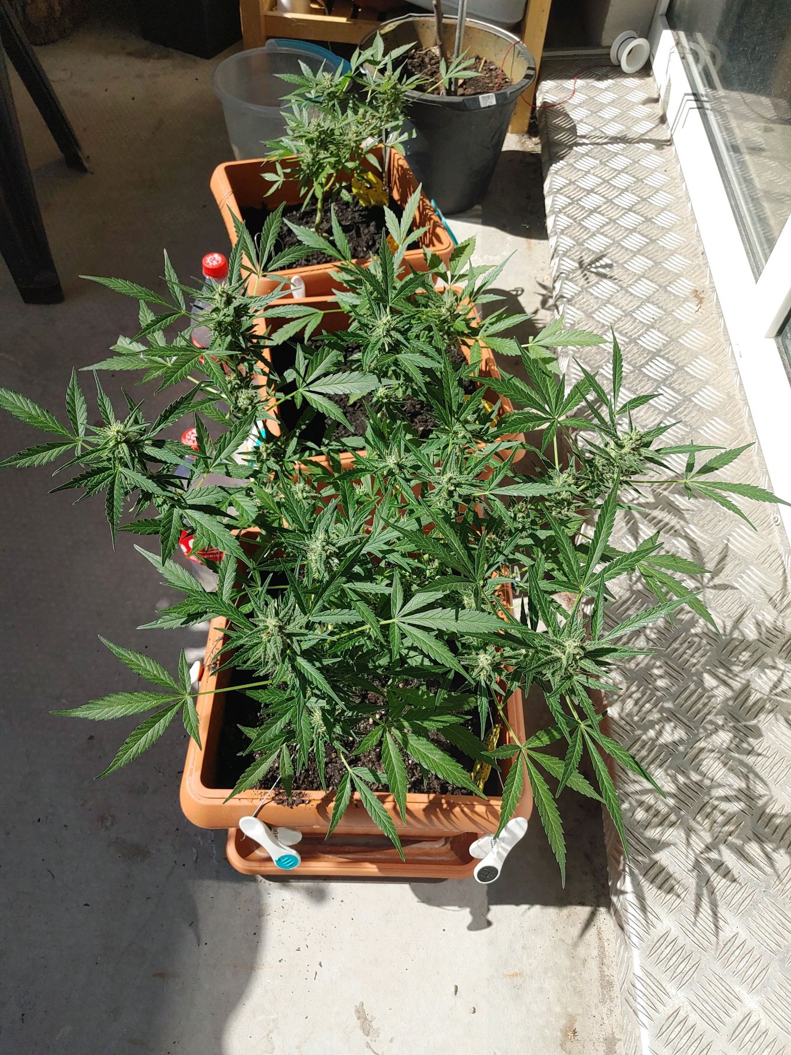 Watermelon candy growlog photo 40