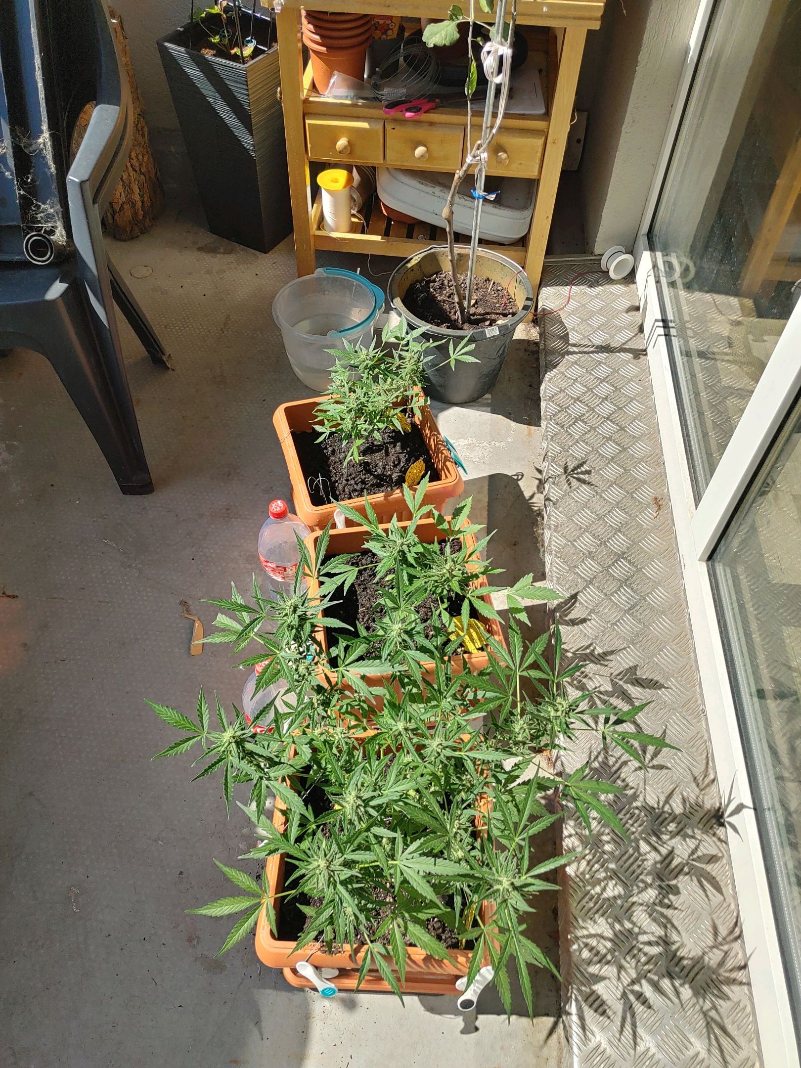 Watermelon candy growlog photo 41