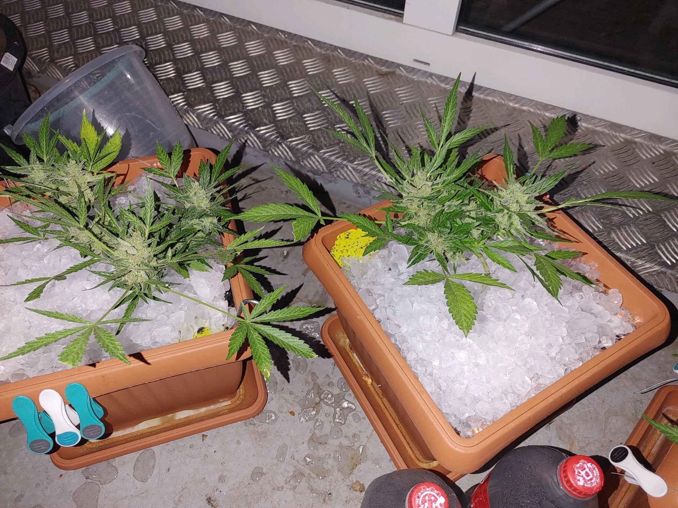 Watermelon candy growlog photo 42