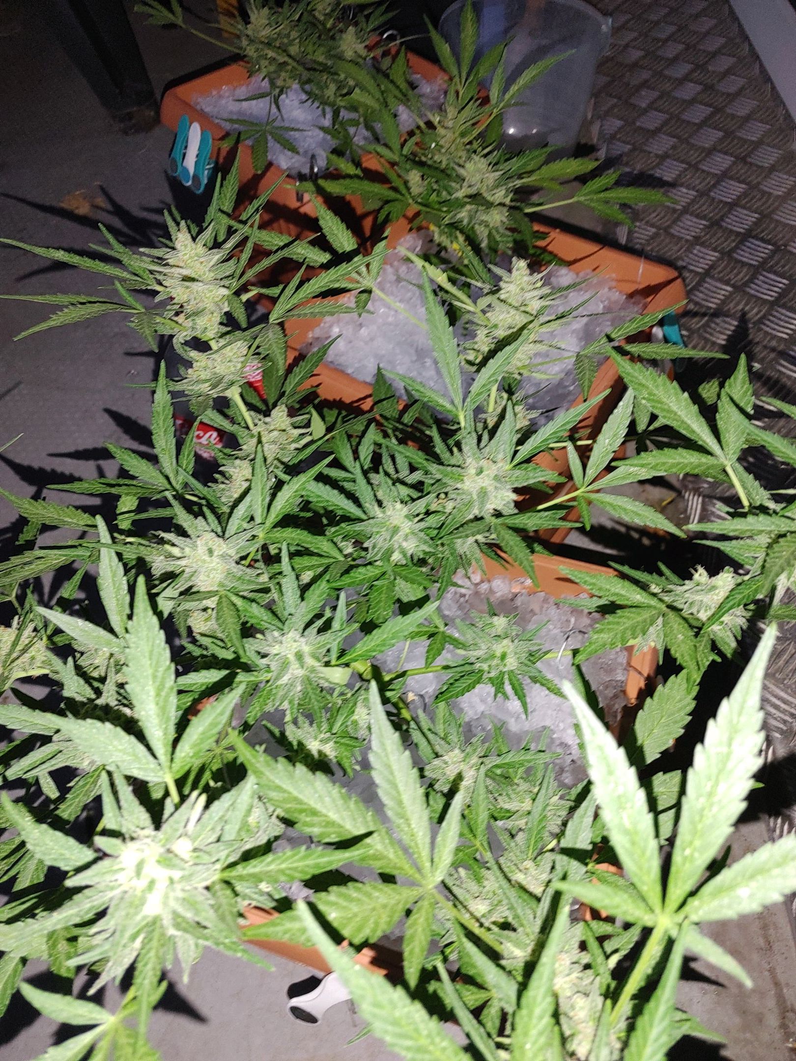 Watermelon candy growlog photo 43