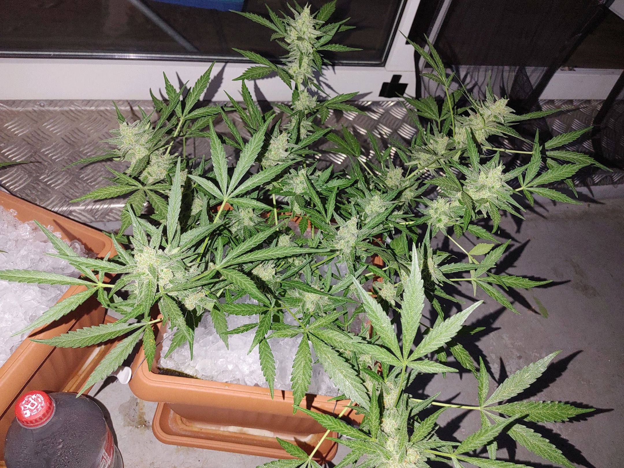 Watermelon candy growlog photo 44