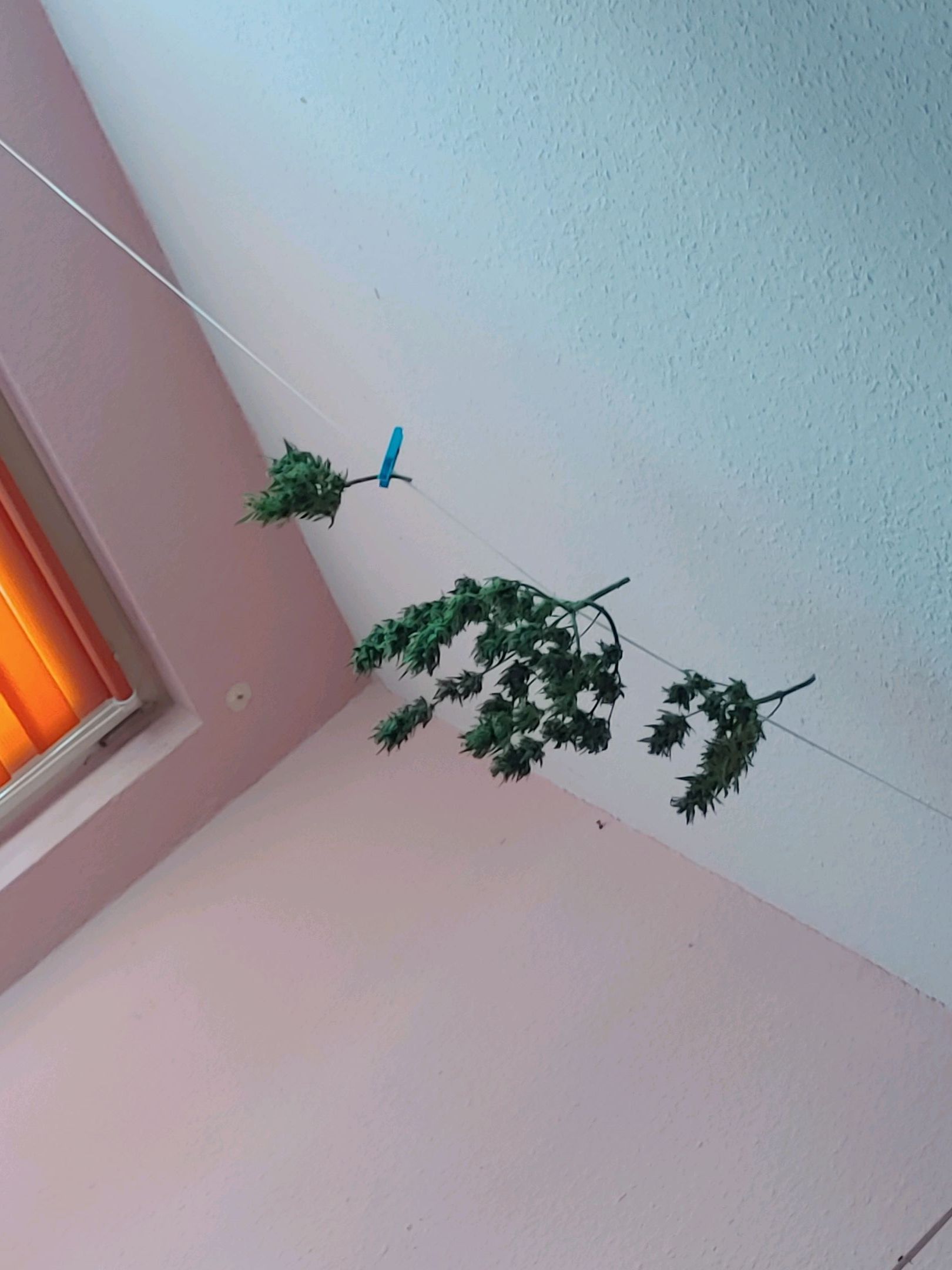 Watermelon candy growlog photo 45