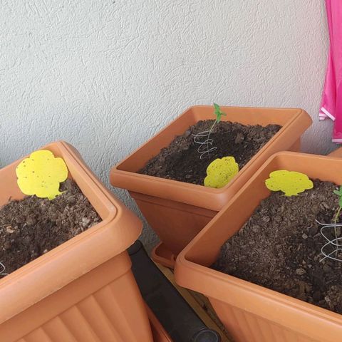 Watermelon candy growlog in Outdoor