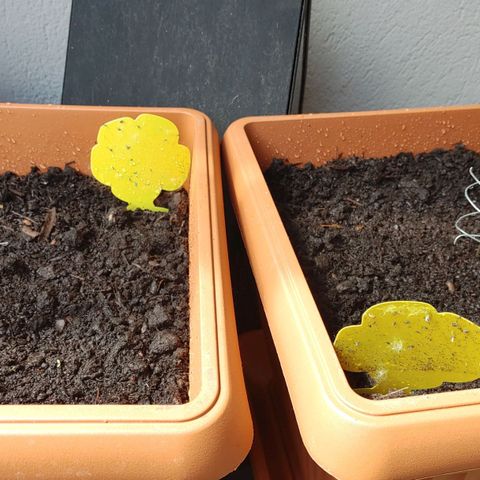 Watermelon candy growlog photo