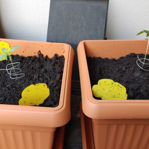 Watermelon candy growlog photo