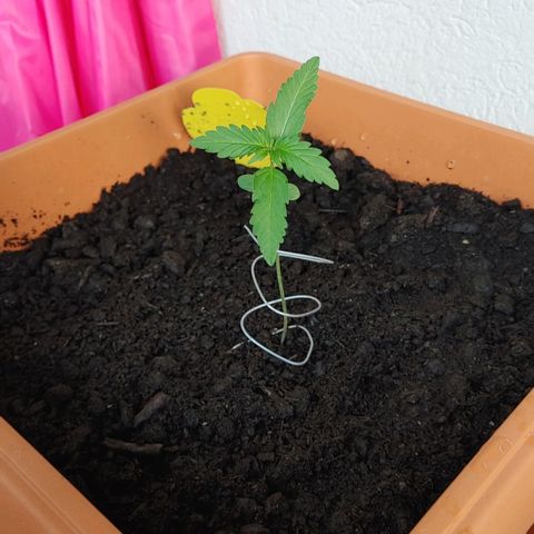 Watermelon candy growlog photo