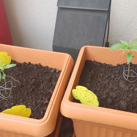 Watermelon candy growlog timeline photo