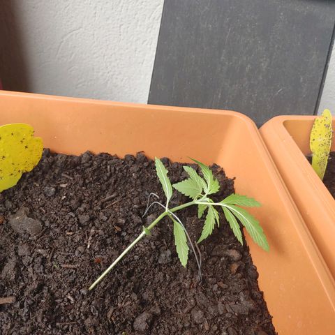 Watermelon candy growlog timeline photo