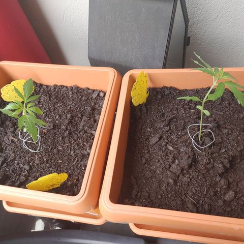 Watermelon candy growlog timeline photo