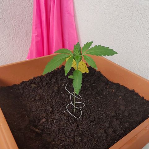 Watermelon candy growlog timeline photo