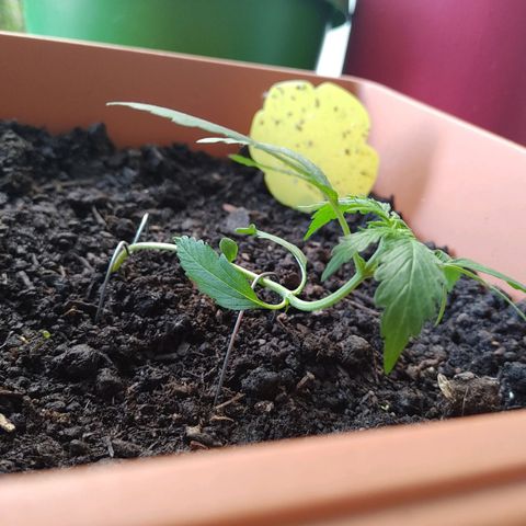 Watermelon candy growlog timeline photo