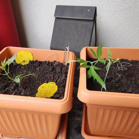 Watermelon candy growlog timeline photo